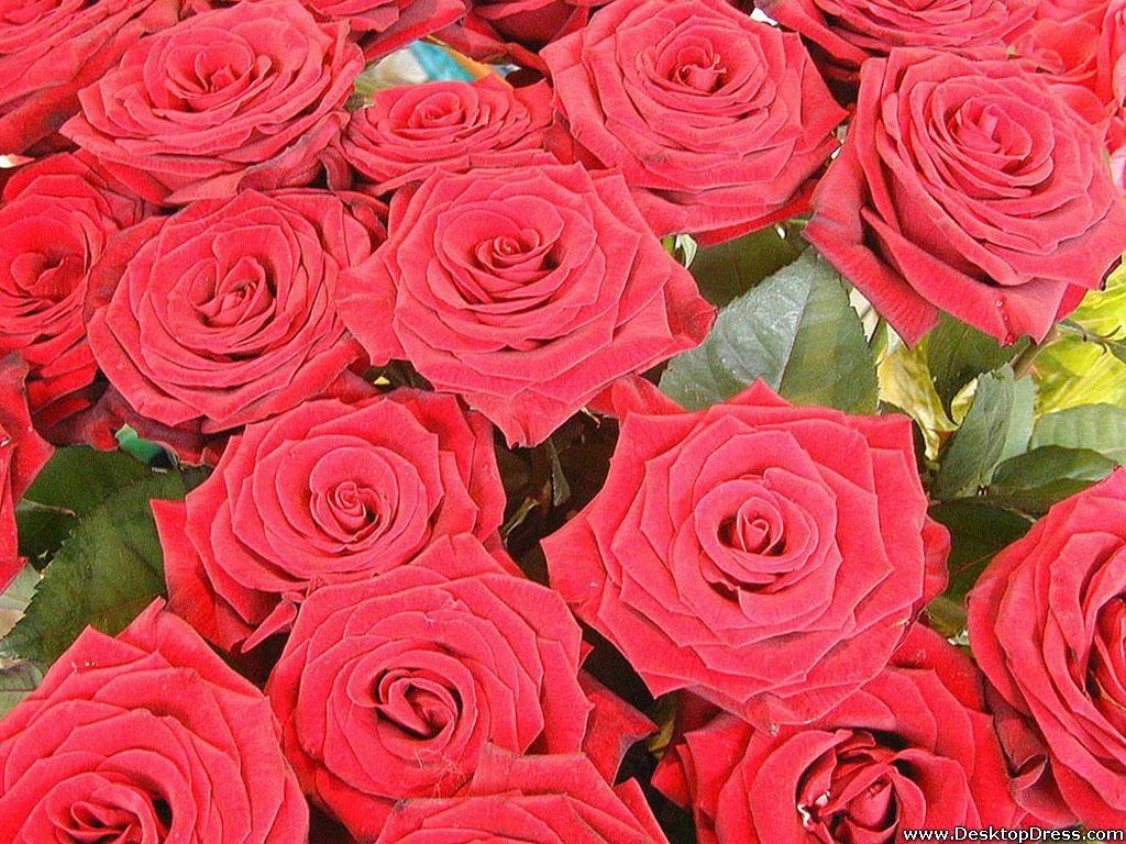 1024x768 Desktop Wallpaper Flowers Background Red Roses