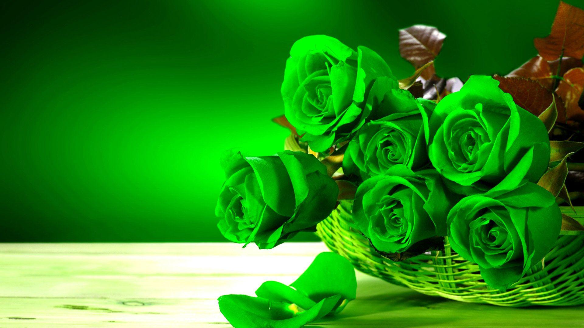 1920x1080 rose HD wallpaper