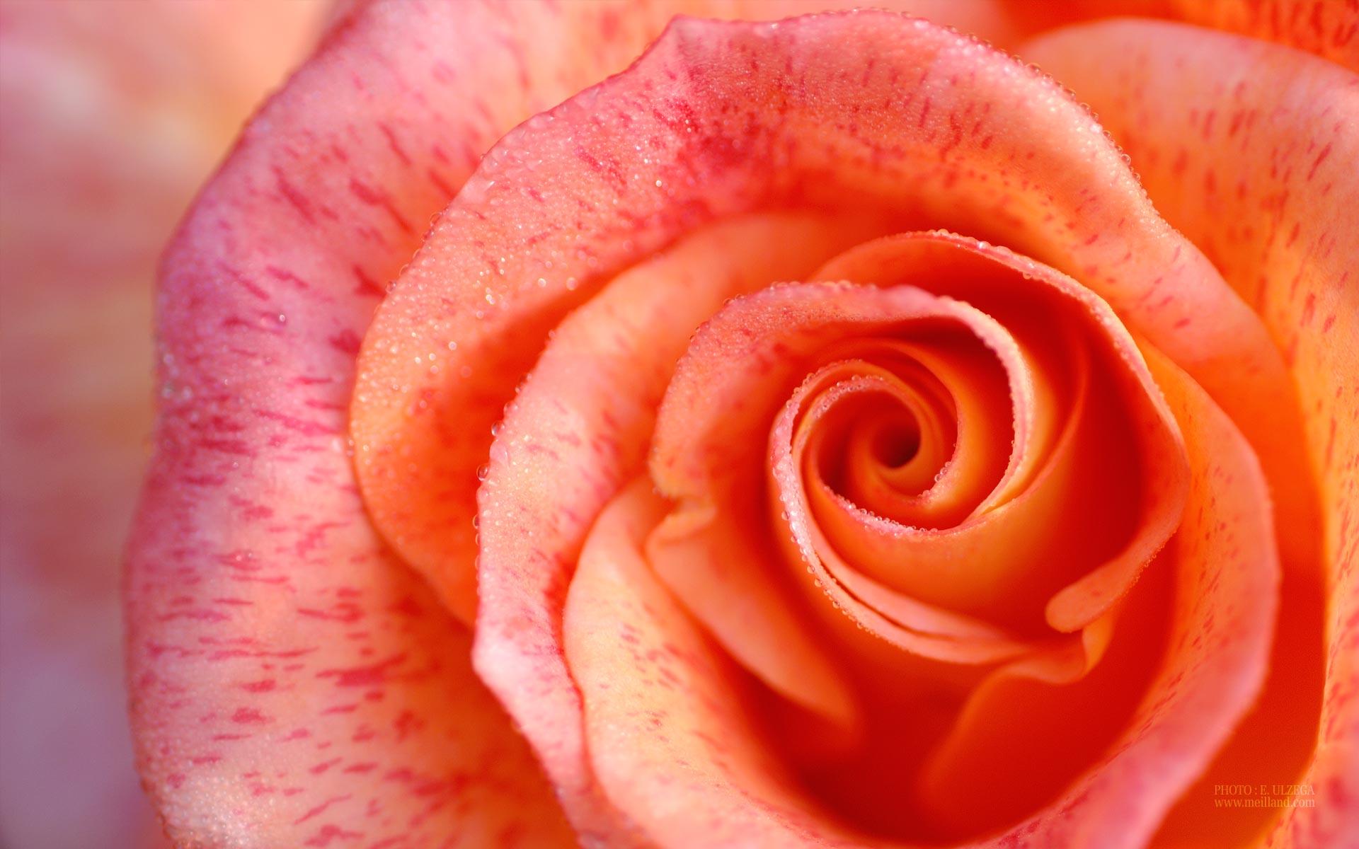 1920x1200 Colorful Rose Wallpaper, 36 Colorful Rose Background Collection