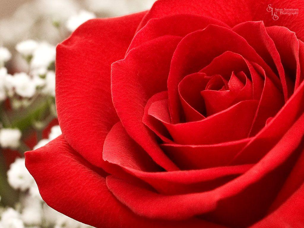 1024x768 Flowers image Red Roses HD wallpaper and background photo