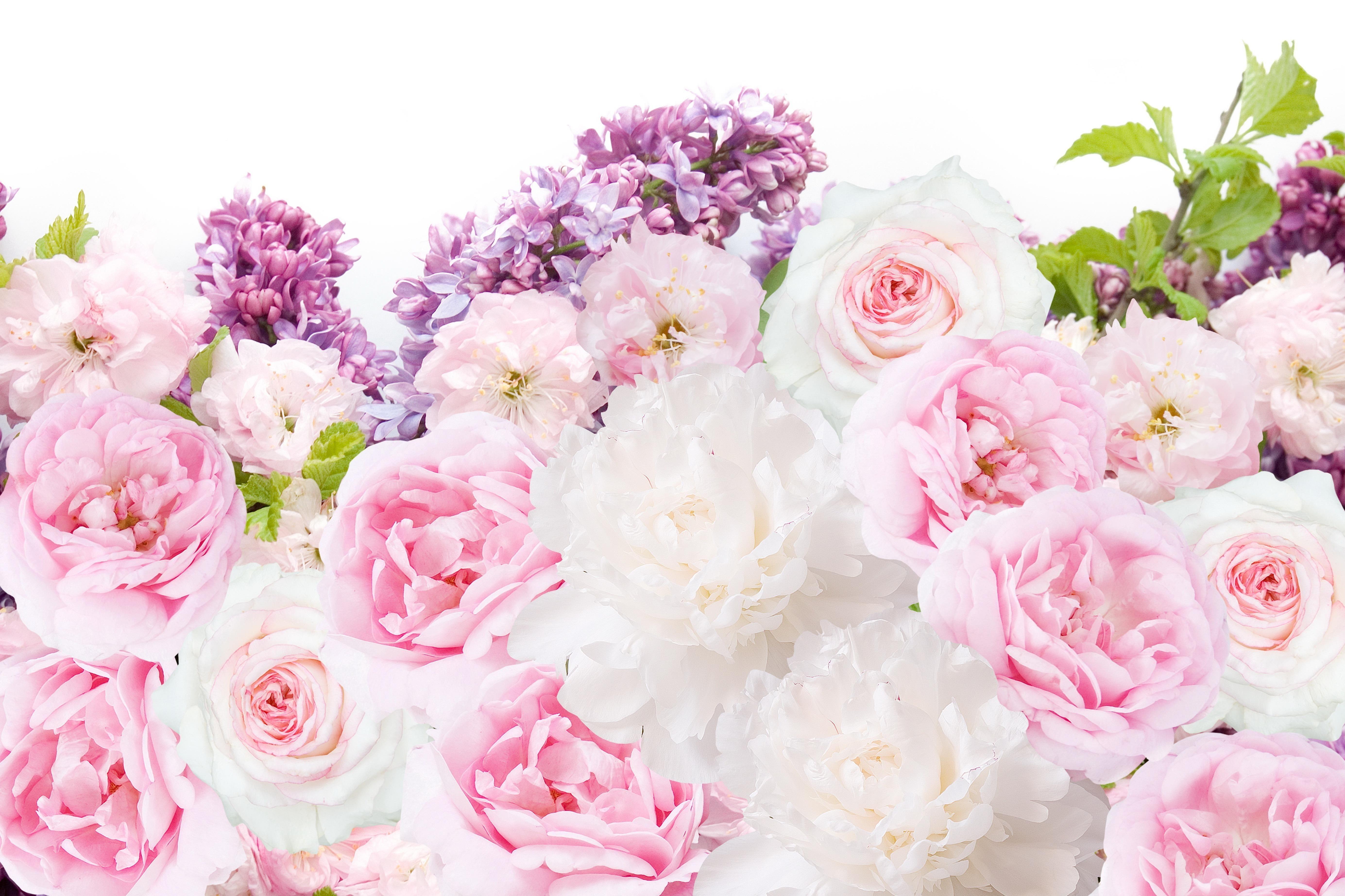 5538x3691 Pink Flowers Colorful Flower Color Colors Mna Nature Rose Desktop