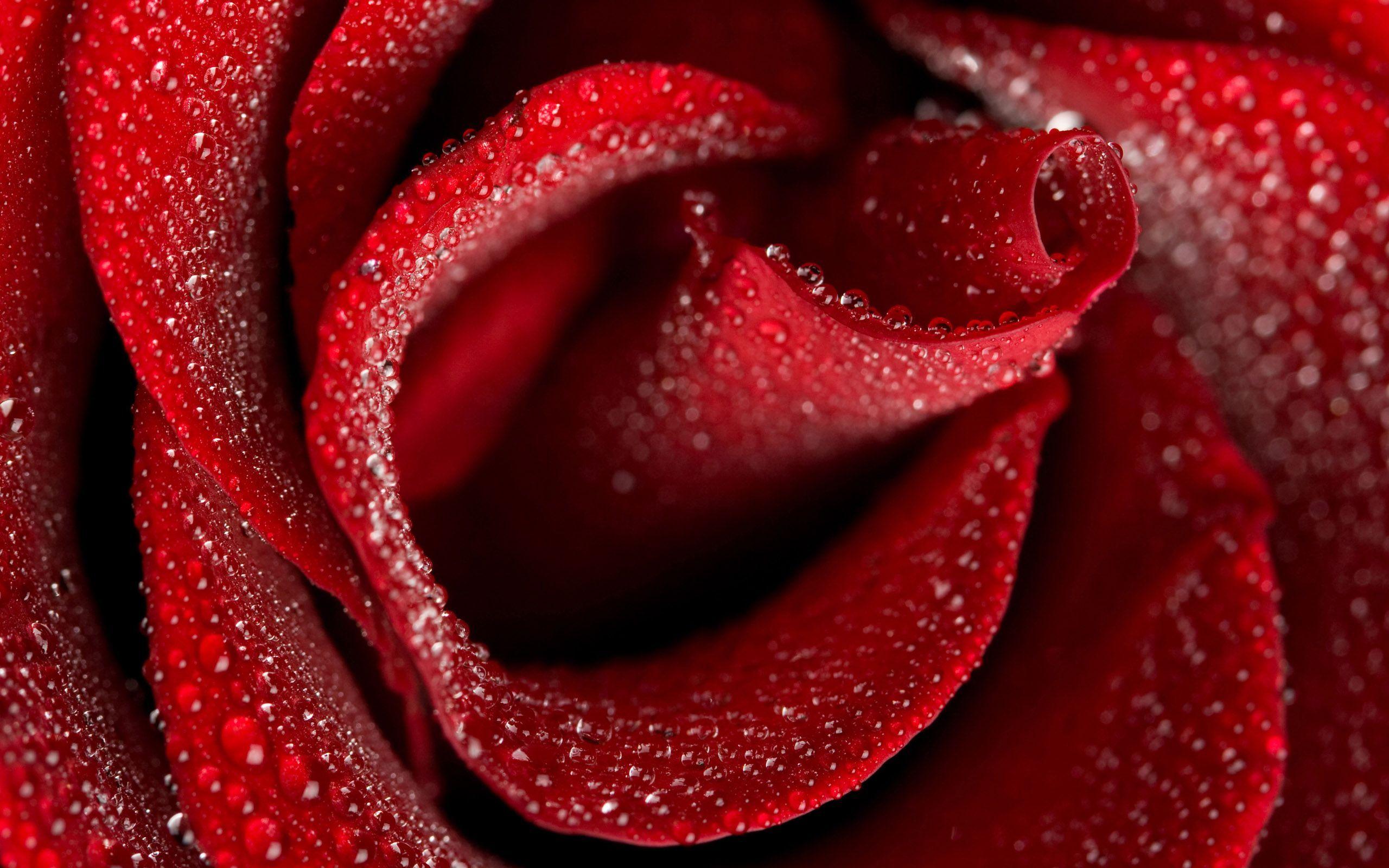 2560x1600 Rose Flower HD Wallpaper. Download Wallpaper. HD