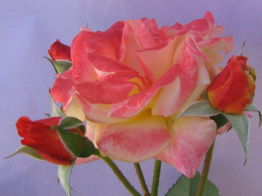 1024x768 Colorful Roses Wallpaper