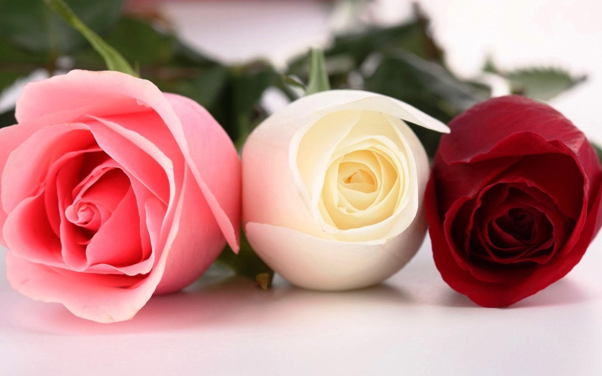 1920x1200 Colorful rose high defination image HD Colorful rose high