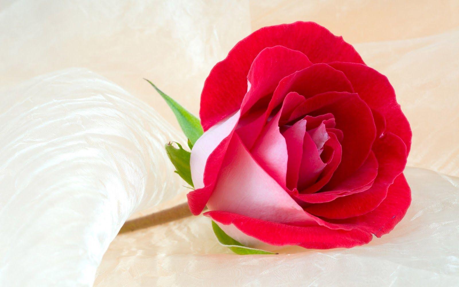 1600x1000 garden: Colourful Rose Wallpaper for Desktop Background