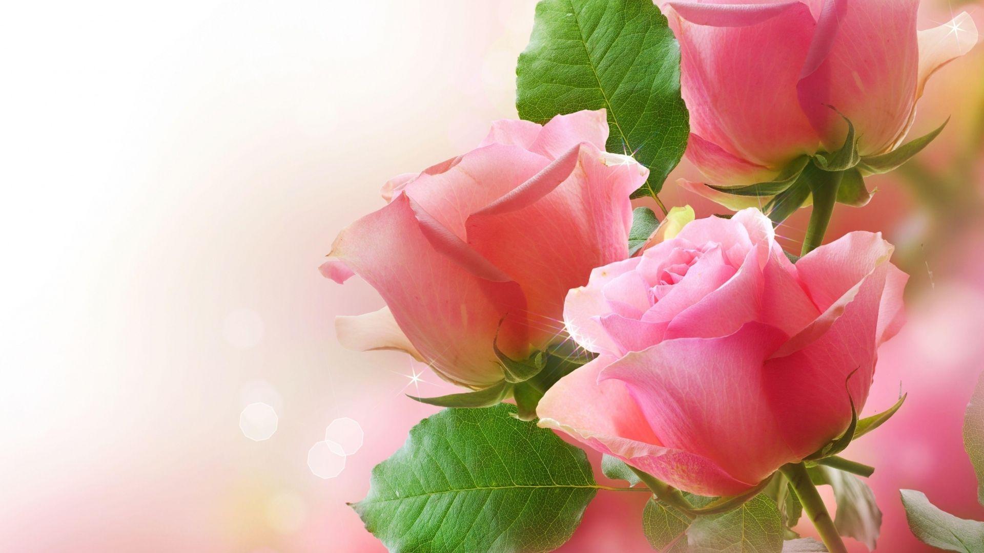 1920x1080 Colorful Rose Photo Wallpaper Home