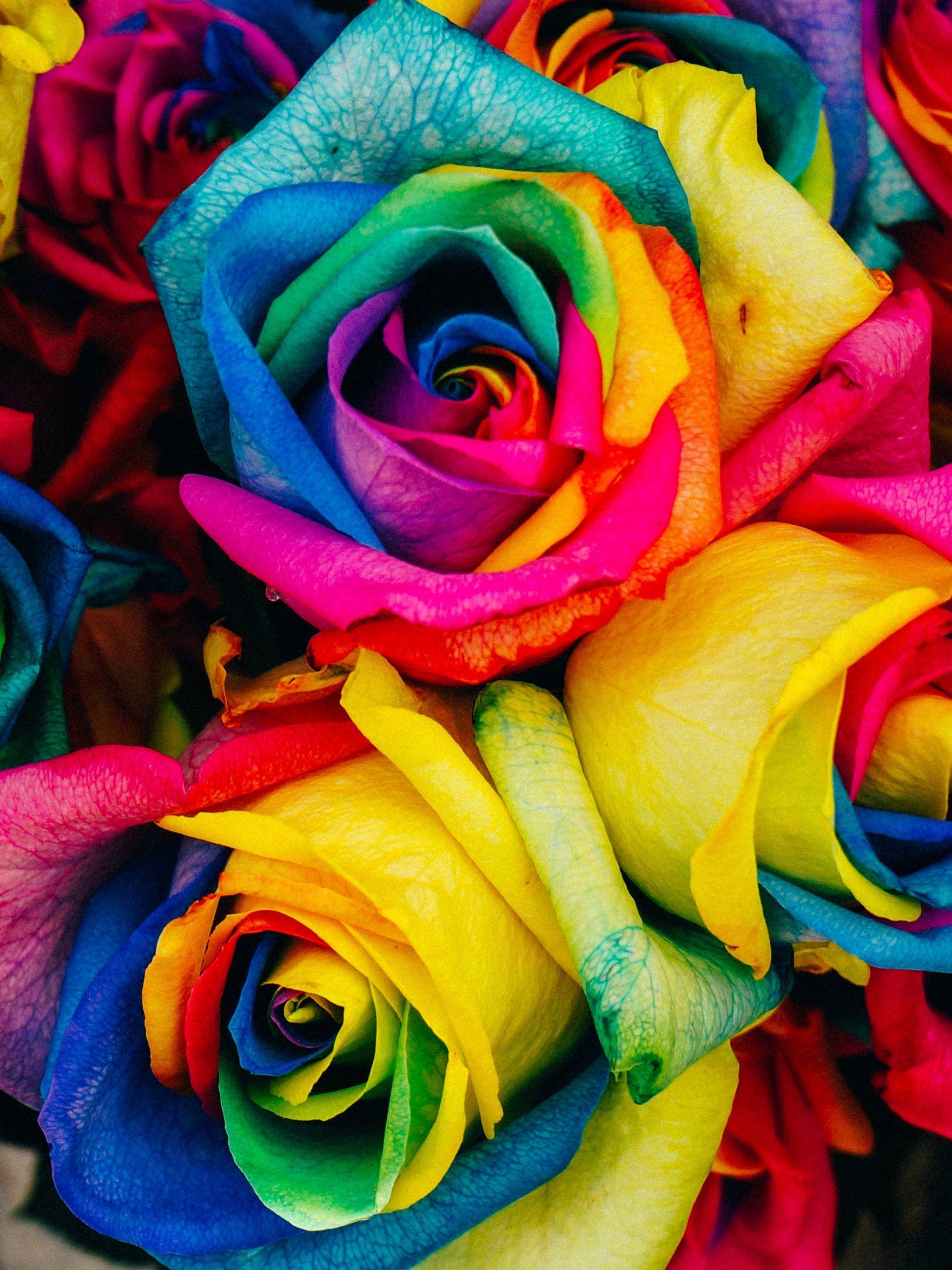 Colorful Roses Desktop Wallpapers - Top Free Colorful Roses Desktop Backgrounds - WallpaperAccess