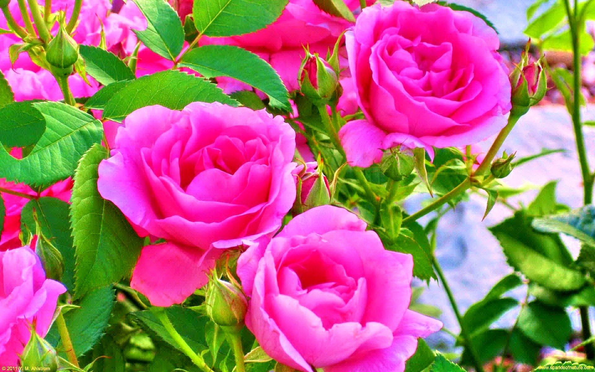 1920x1200 Flower Colors Rose Pink Petals Green Beautiful Flowers Leaves Beauty