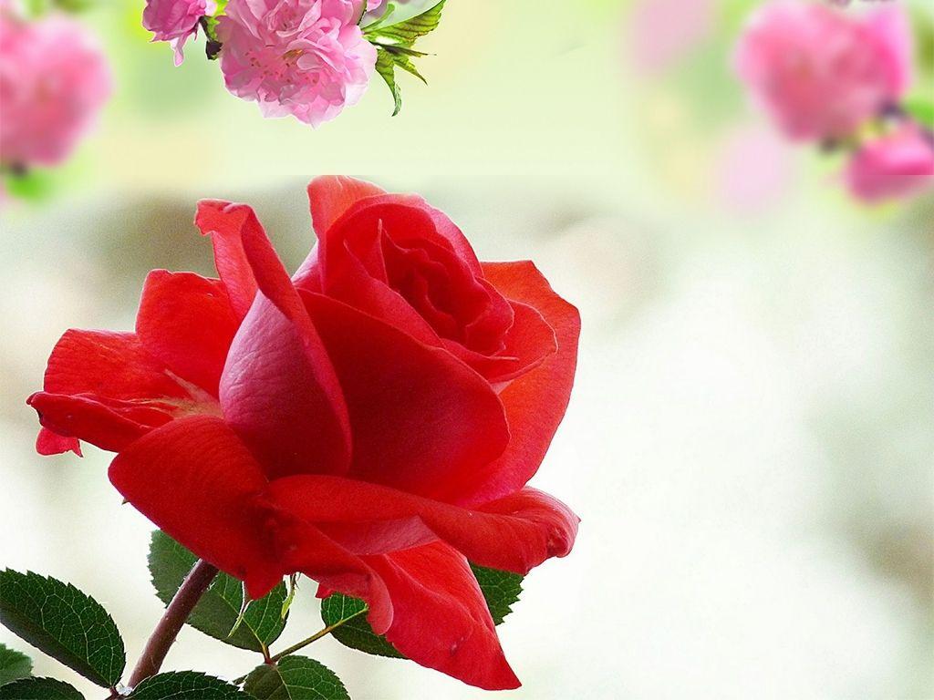 1024x768 Most Popular Rose Flower Image Free Download HD FULL HD 1080p