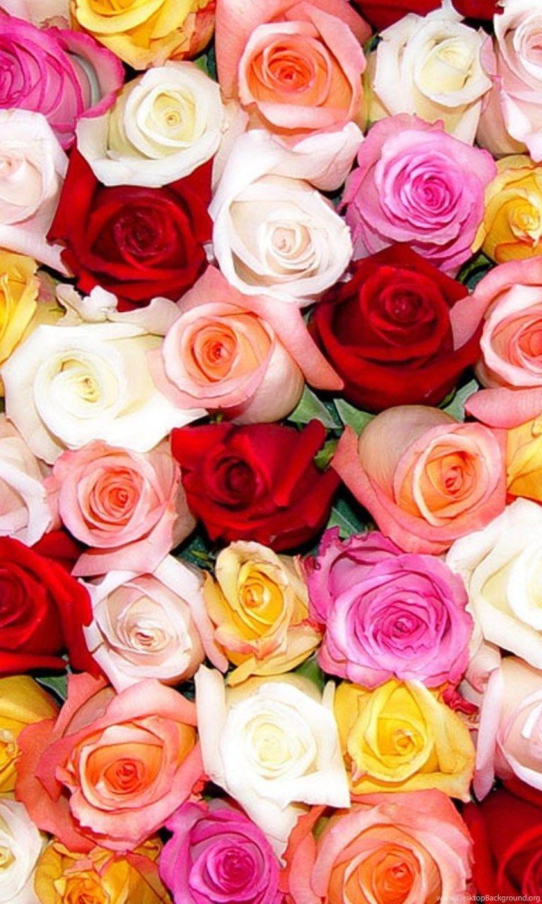 768x1280 Colorful Rose Wallpaper HD HD Wallpaper Background Of Your Choice