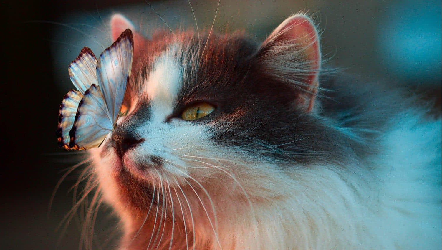1501x849 Disney Cat Names: From Princesses to Villains and Sidekicks