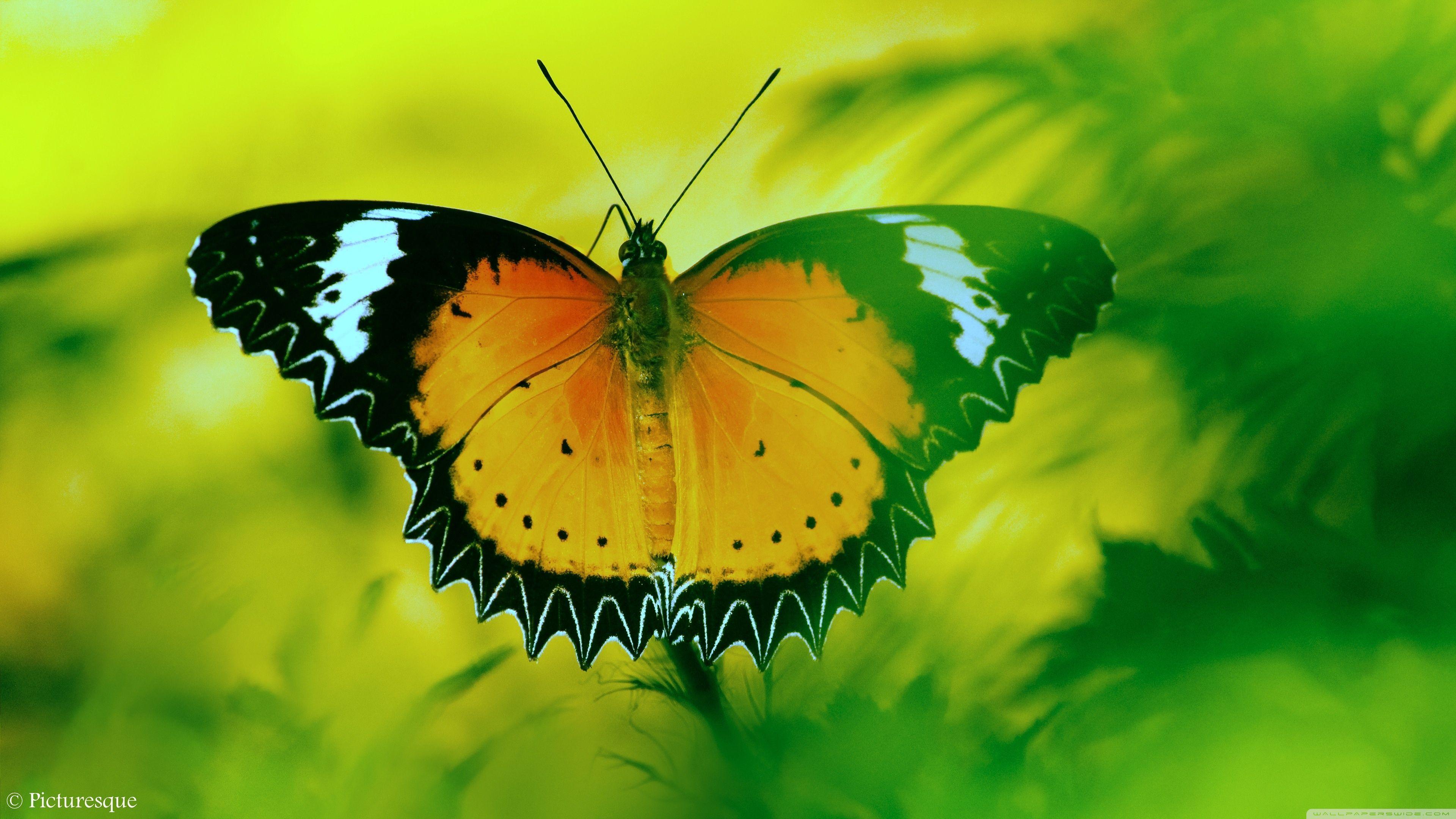 4K Butterfly Wallpapers - Top Free 4K Butterfly ...
