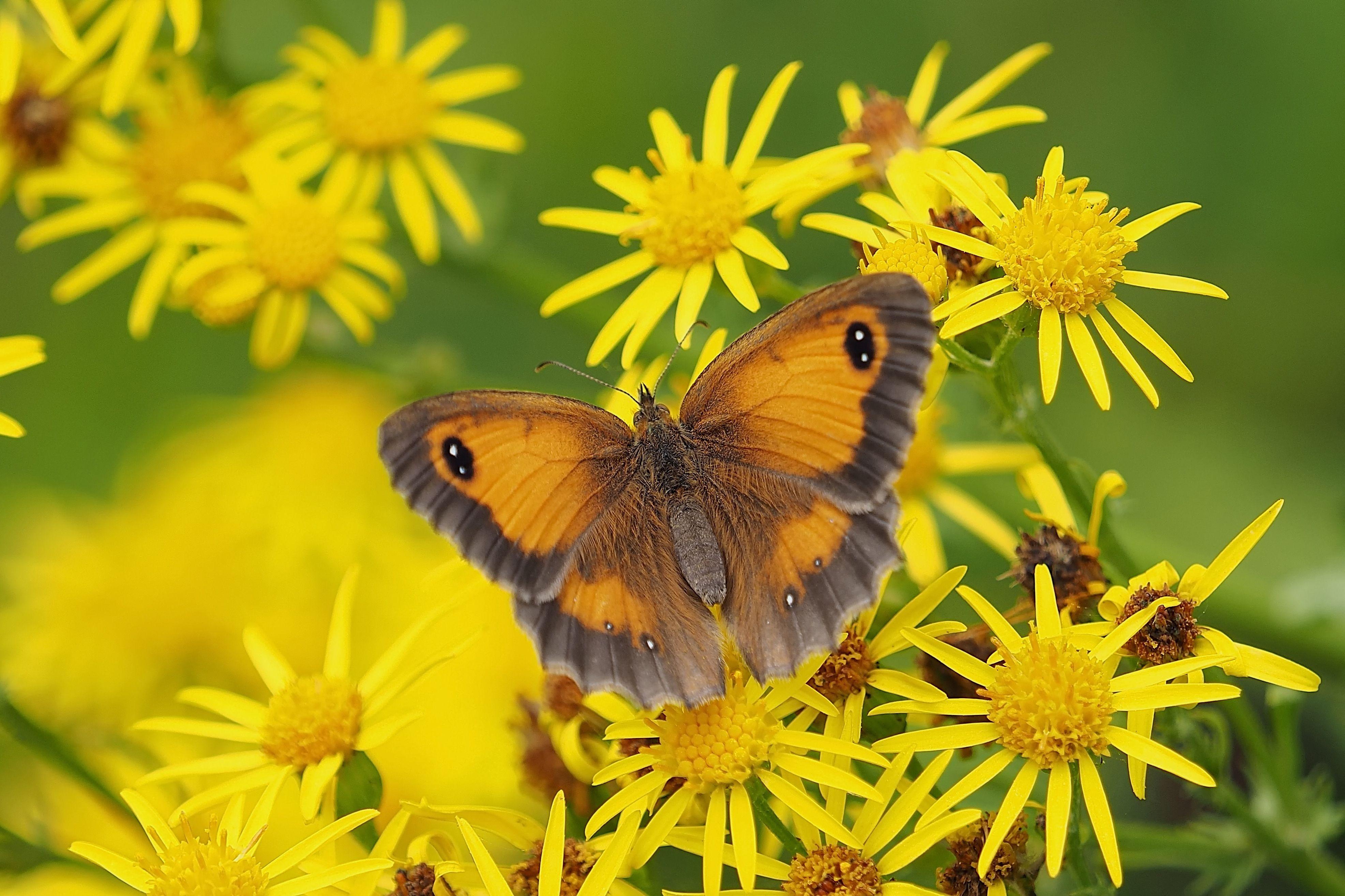 3945x2629 Wallpaper Butterfly, Yellow flowers, 4K, Animals