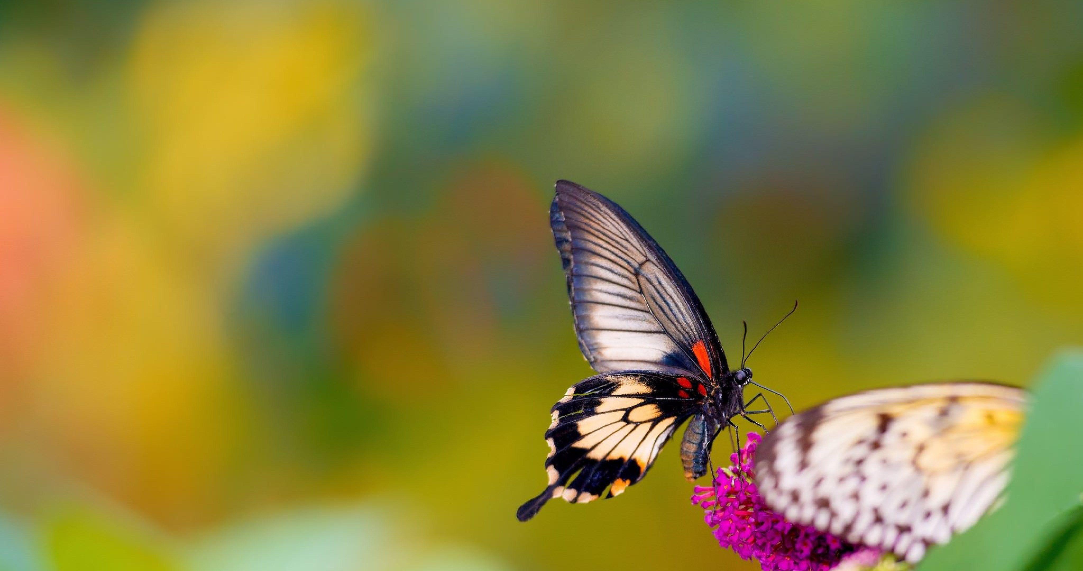 На цветок летит мотылек. Бабочка на цветке. Обои с бабочками. Бабочки в цветах. Яркие бабочки.
