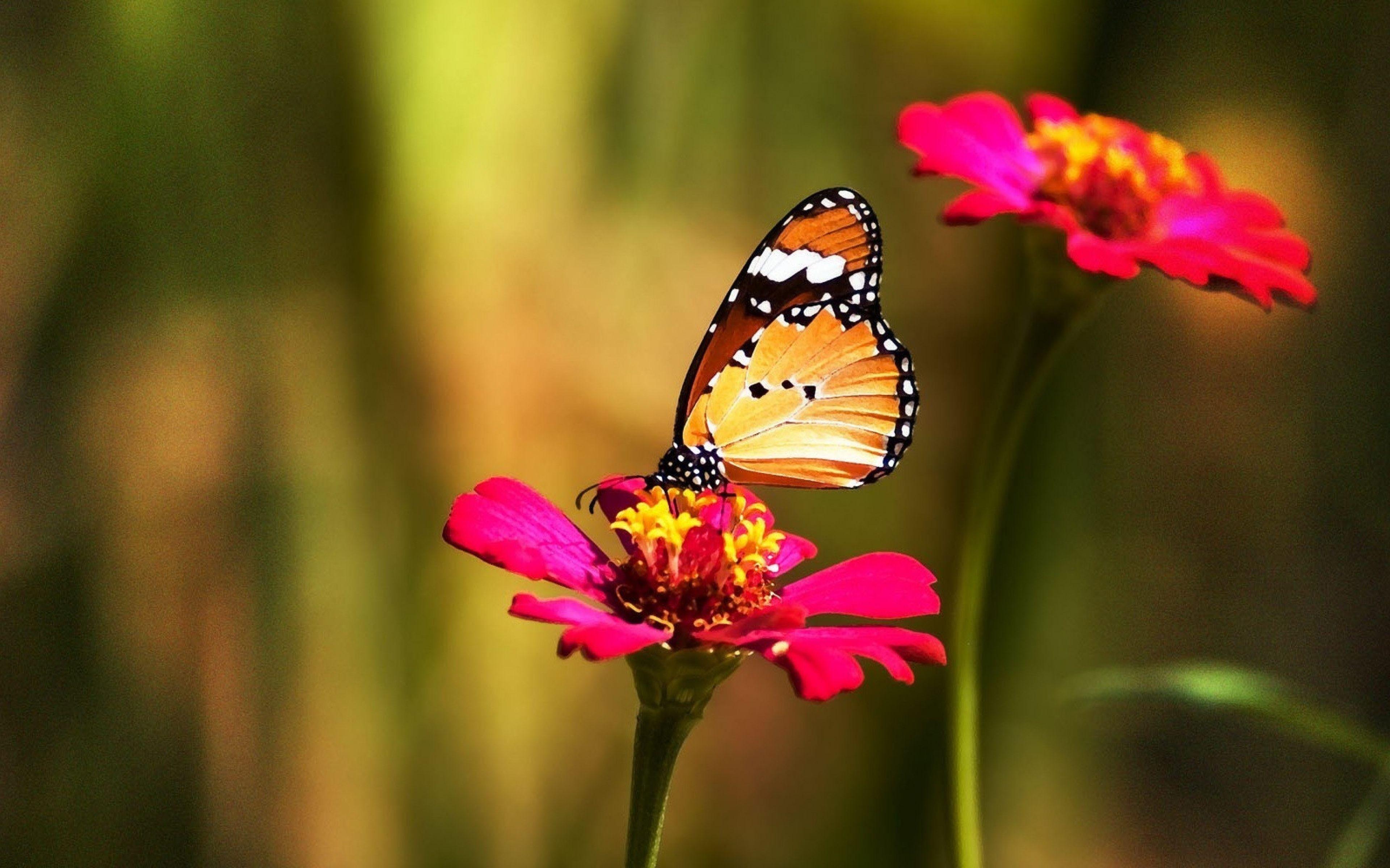 Butterfly 4k ultra hd 1610 wallpapers hd desktop backgrounds 3840x2400  images and pictures