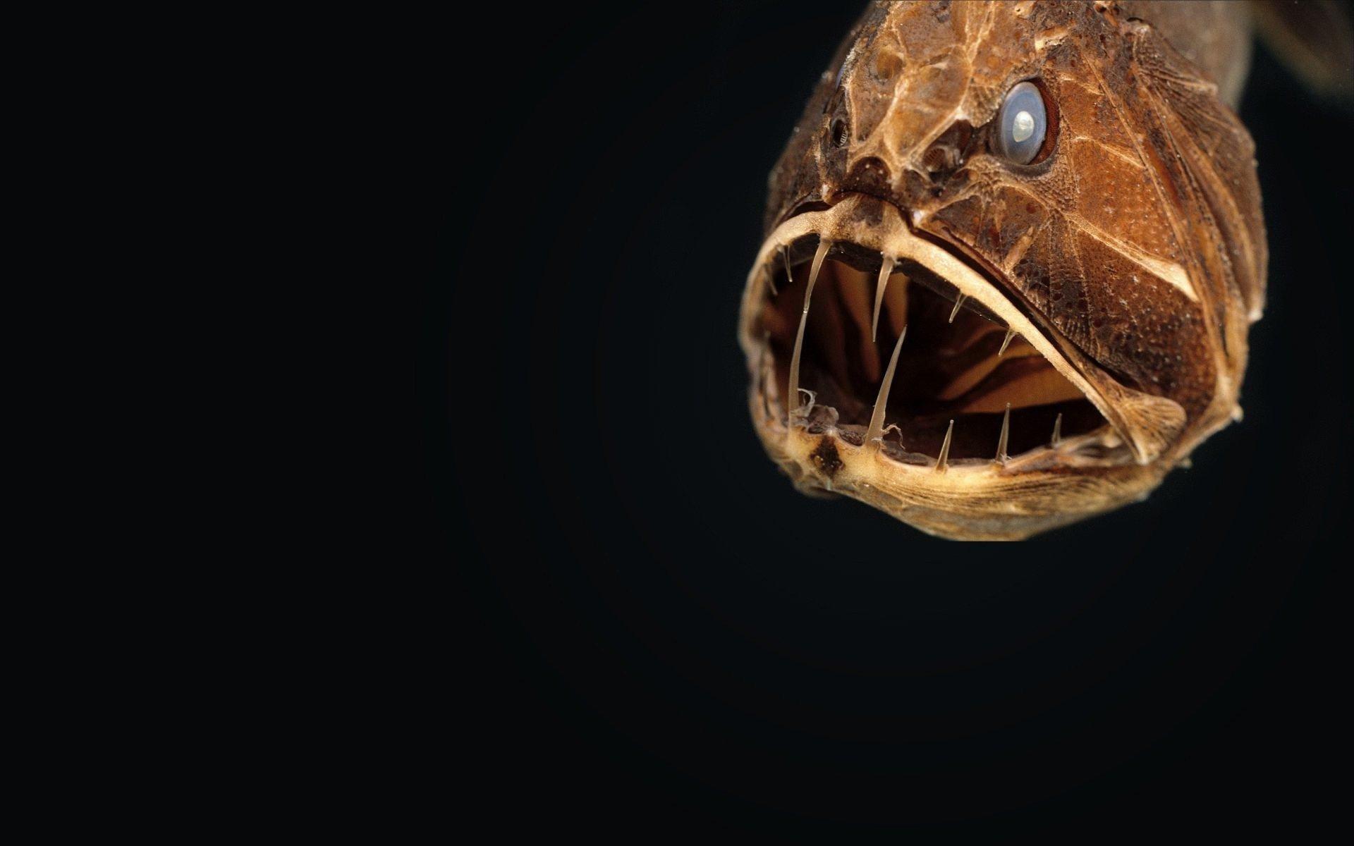 1920x1200 ANGLERFISH fish ocean sea underwater dark creepy monster fangs wallpaperx1200