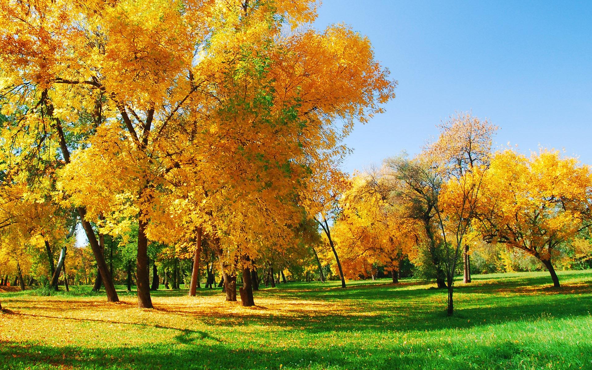1920x1200 Free download Autumn Park HD Desktop Wallpaper Coalition of Oregon Land Trusts [1920x1200] for your Desktop, Mobile & Tablet. Explore HD Fall Wallpaper for Desktop. Beautiful Nature Wallpaper for