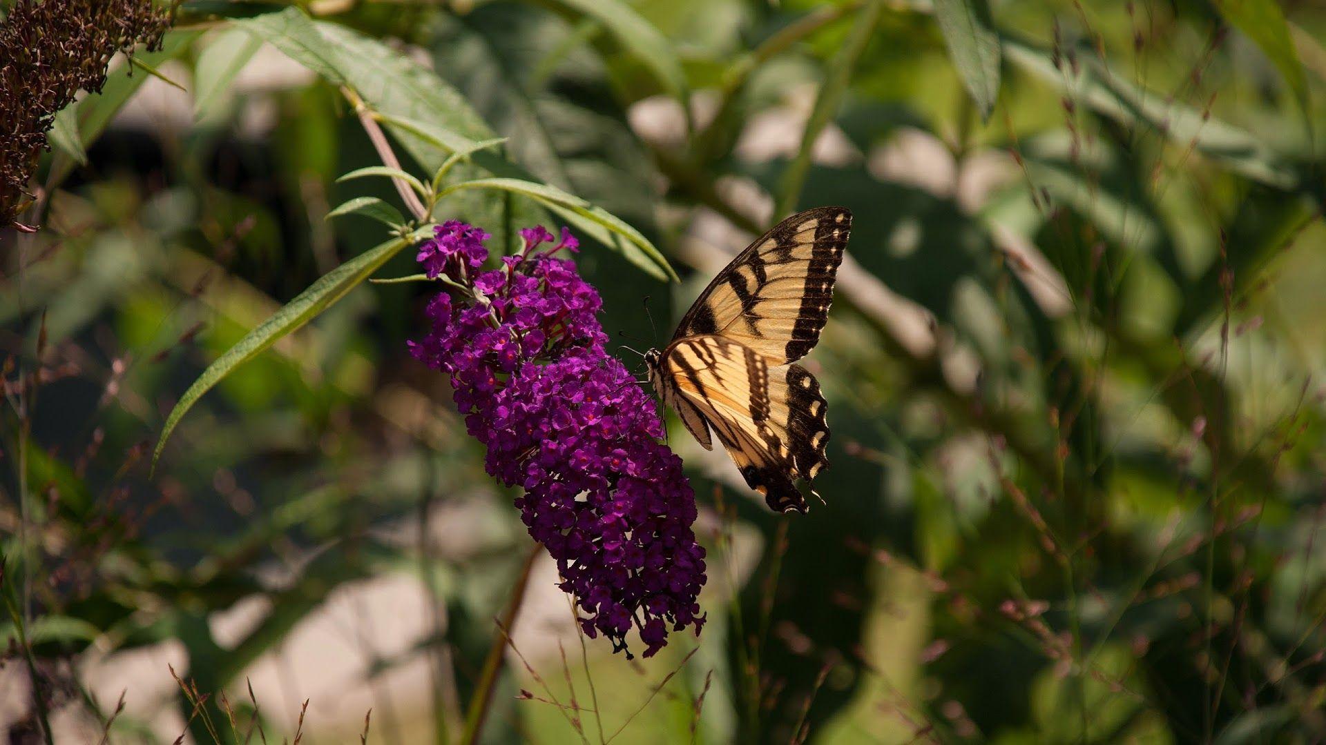 1920x1080 Purple flowers 4K Ultra HD Wallpaper. Butterfly on Purple Flowers