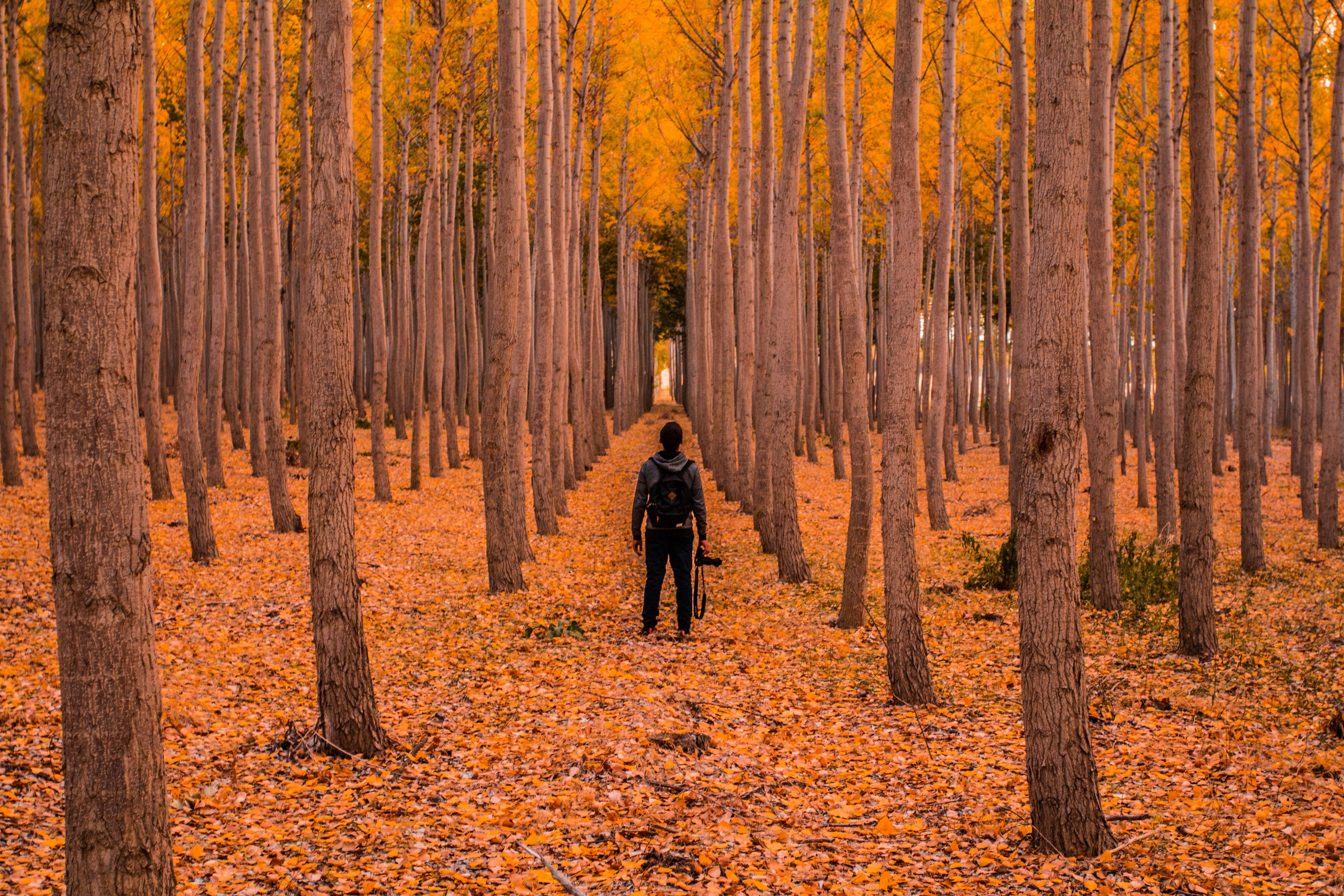 5472x3648 5472x3648 #autumnal, #autumn, #tree top, #forest, #forest light, #leaf, #forest path, #man, #leaves, #fall, #orange, #Public domain image, #forest tree, #color, #male, #forest floor, #forest road, #trees, #tree, #woodland, #oregon