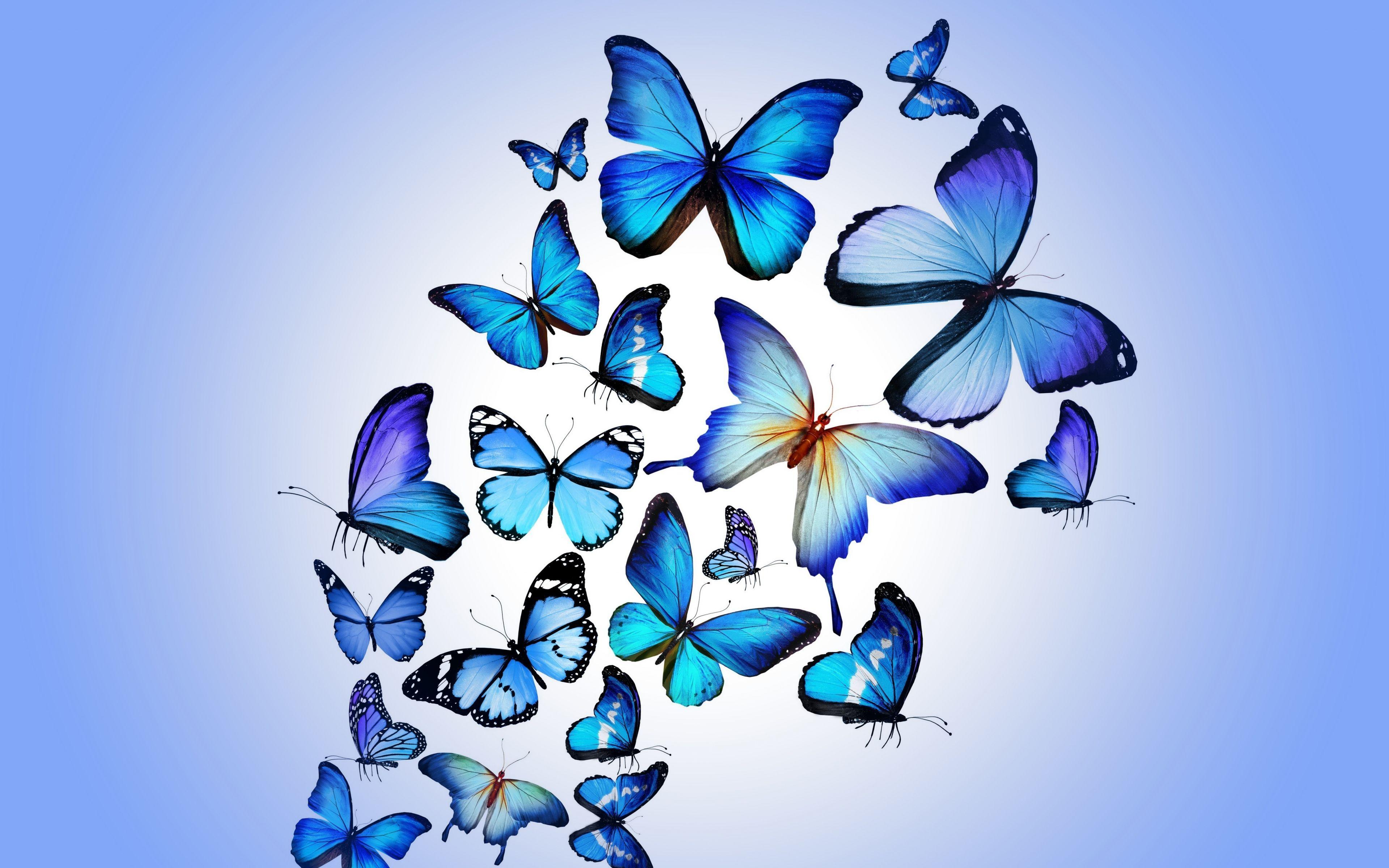 3840x2400 Wallpaper Butterfly