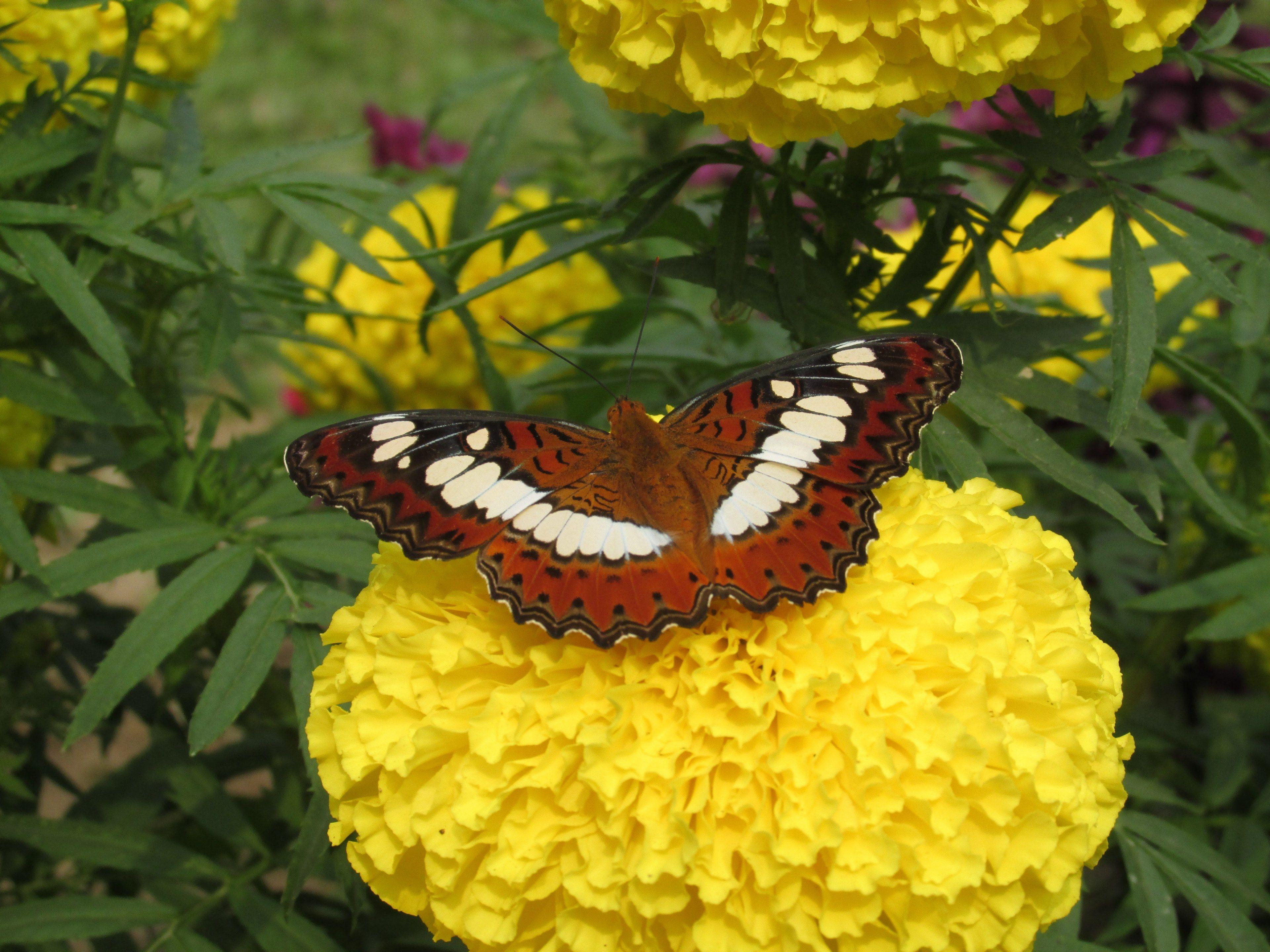 3840x2880 flower beauty nature and butterfly HD 4k wallpaper and background
