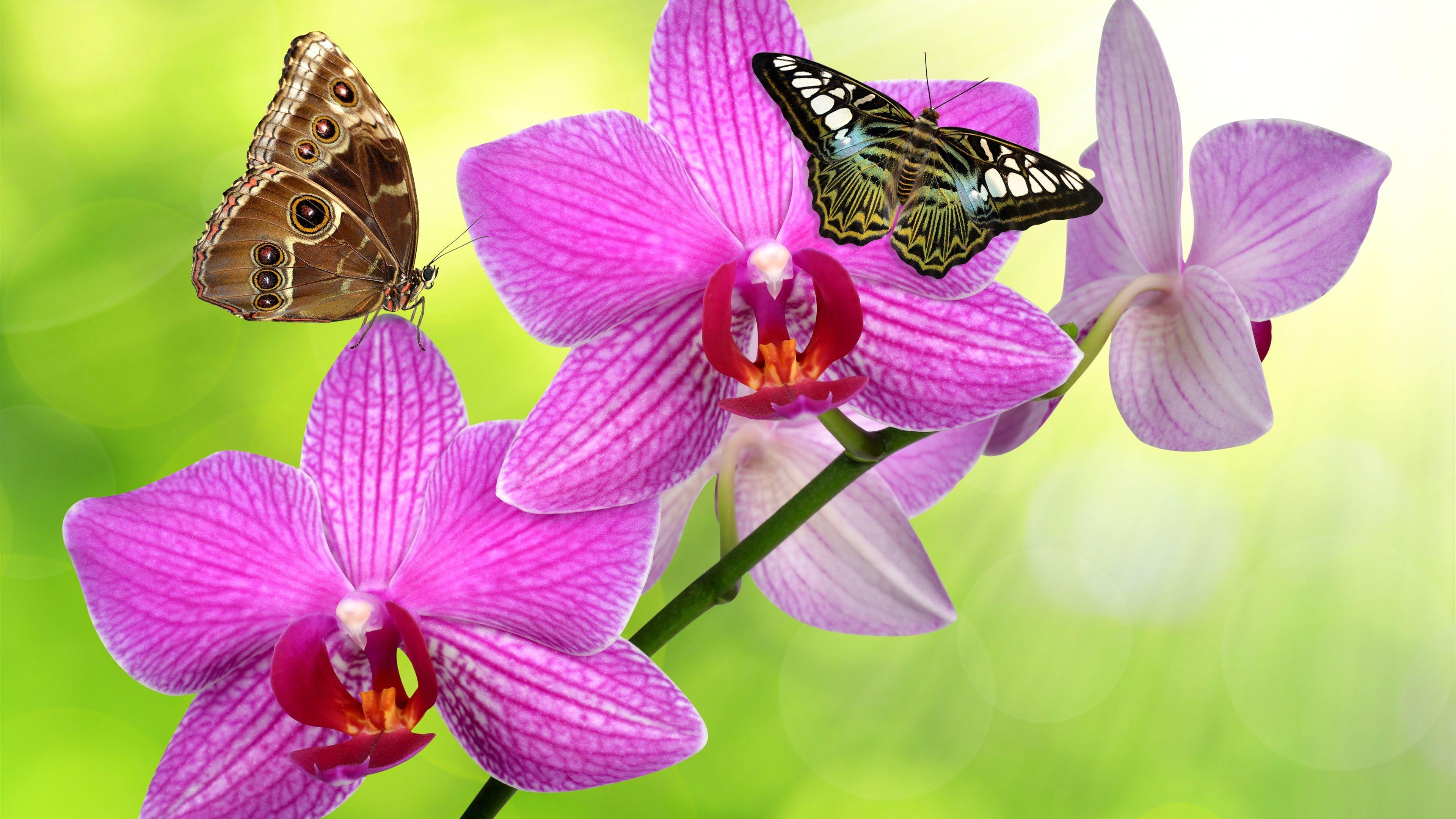 3840x2160 Wallpaper Phalaenopsis pink flowers, butterfly 3840x2160 UHD 4K