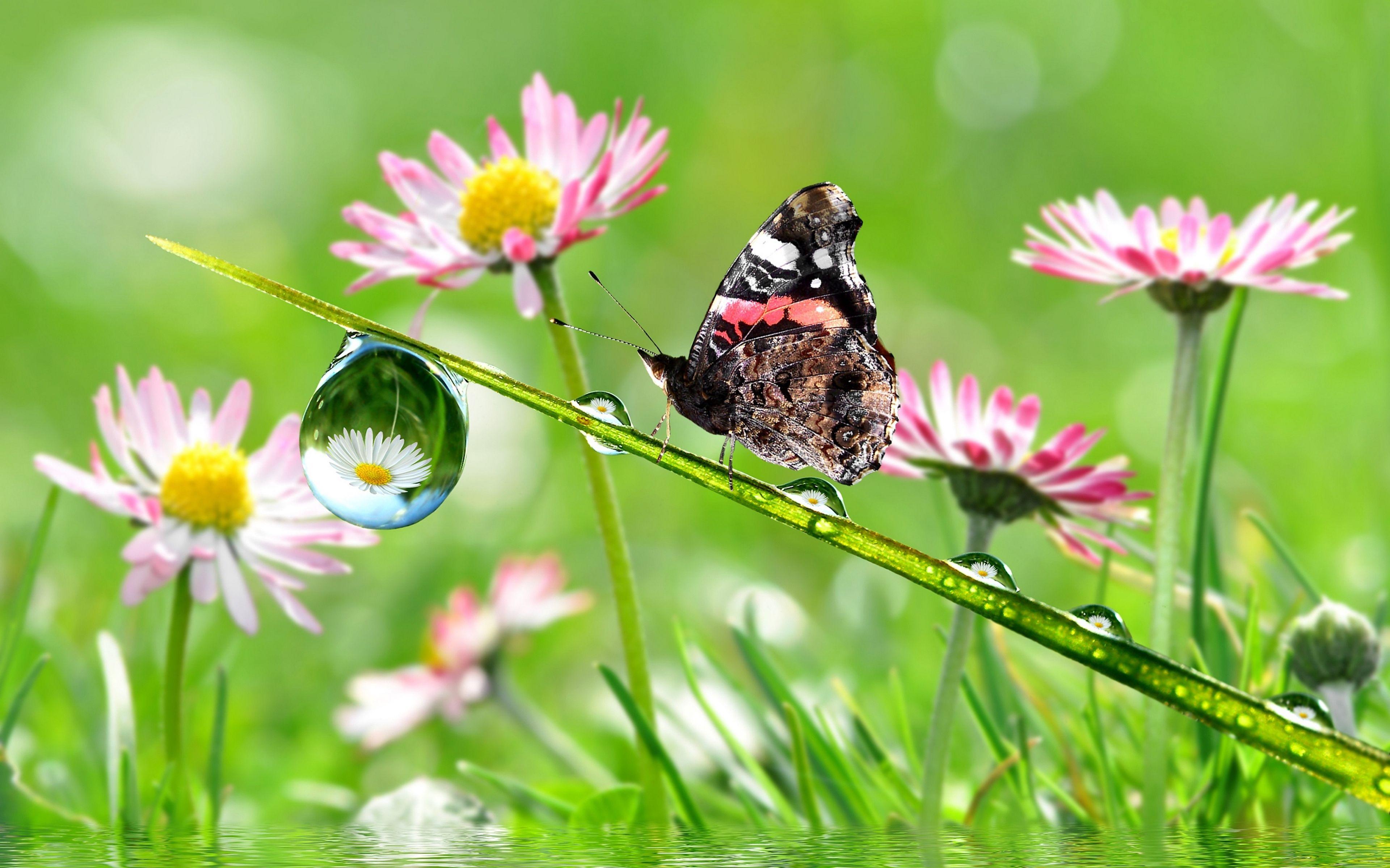 3840x2400 Download wallpaper 3840x2400 stem, drops, flowers, butterfly 4k