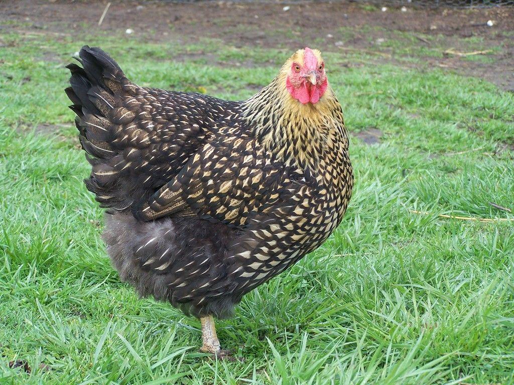 1024x768 Fat Chickens Wallpaper