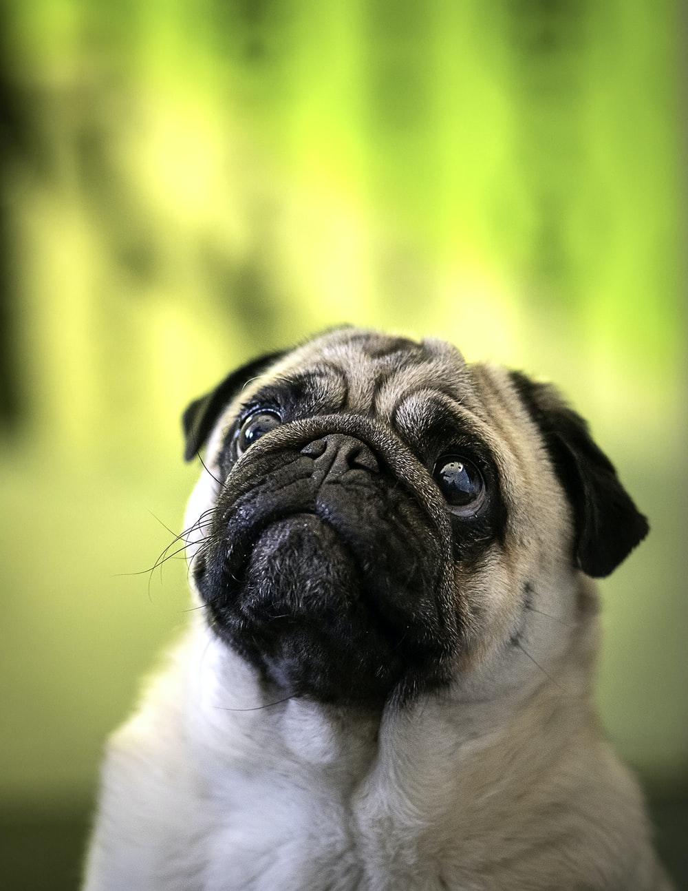 Pug Dog Wallpapers - Top Free Pug Dog Backgrounds - WallpaperAccess