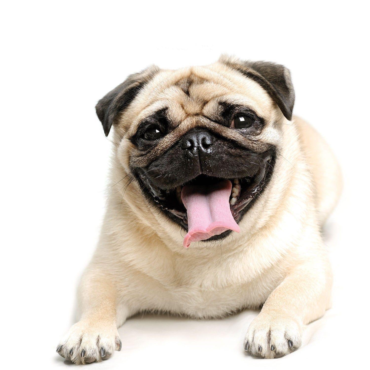 1500x1500 Pug Wallpaper, Screensaver, Background. List of small dogs, Pugs funny, Pug facts