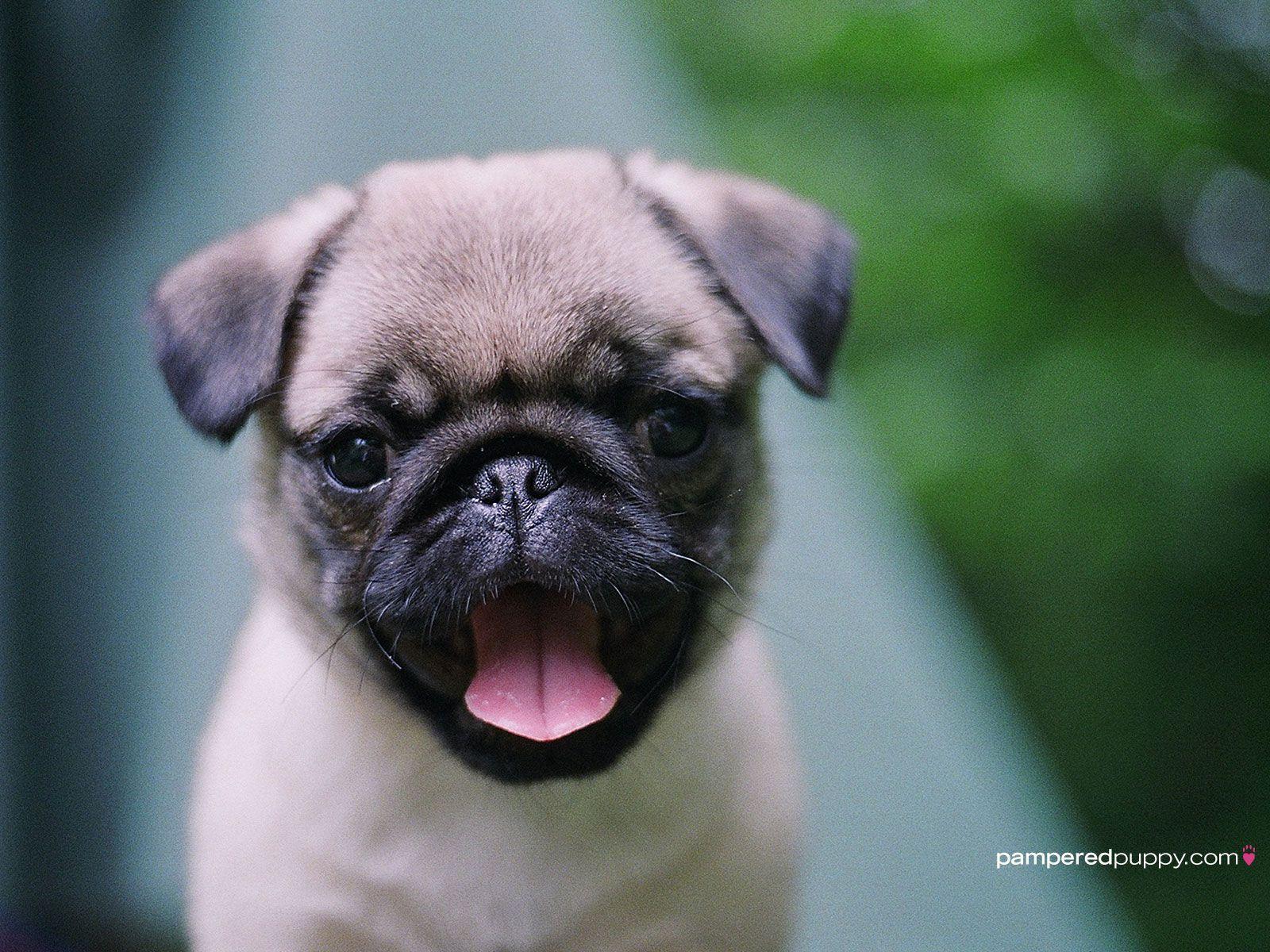 1600x1200 Pug Puppy Wallpaper