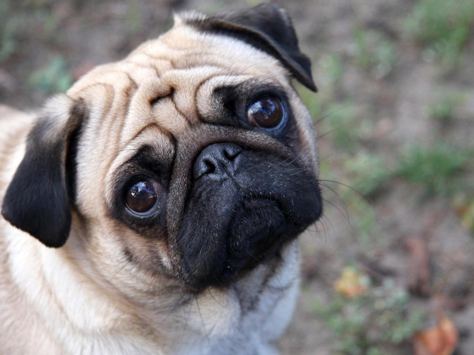 1600x1200 Free download Cute Pug dog photo and wallpaper Beautiful Cute Pug dog picture [1600x1200] for your Desktop, Mobile & Tablet. Explore Cute Pug Puppies Wallpaper. Cute Pug Puppies Wallpaper