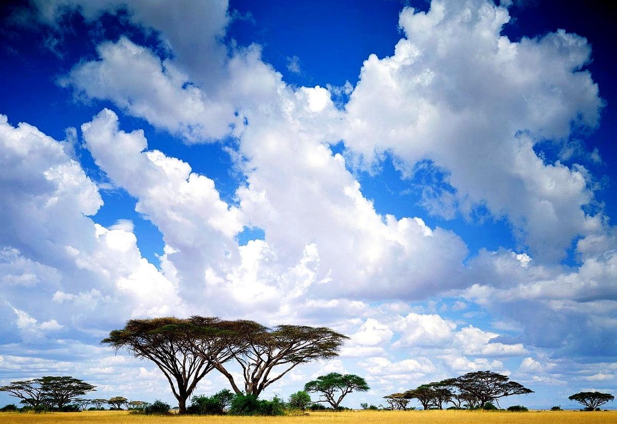 African Grassland Wallpapers - Top Free African Grassland Backgrounds ...