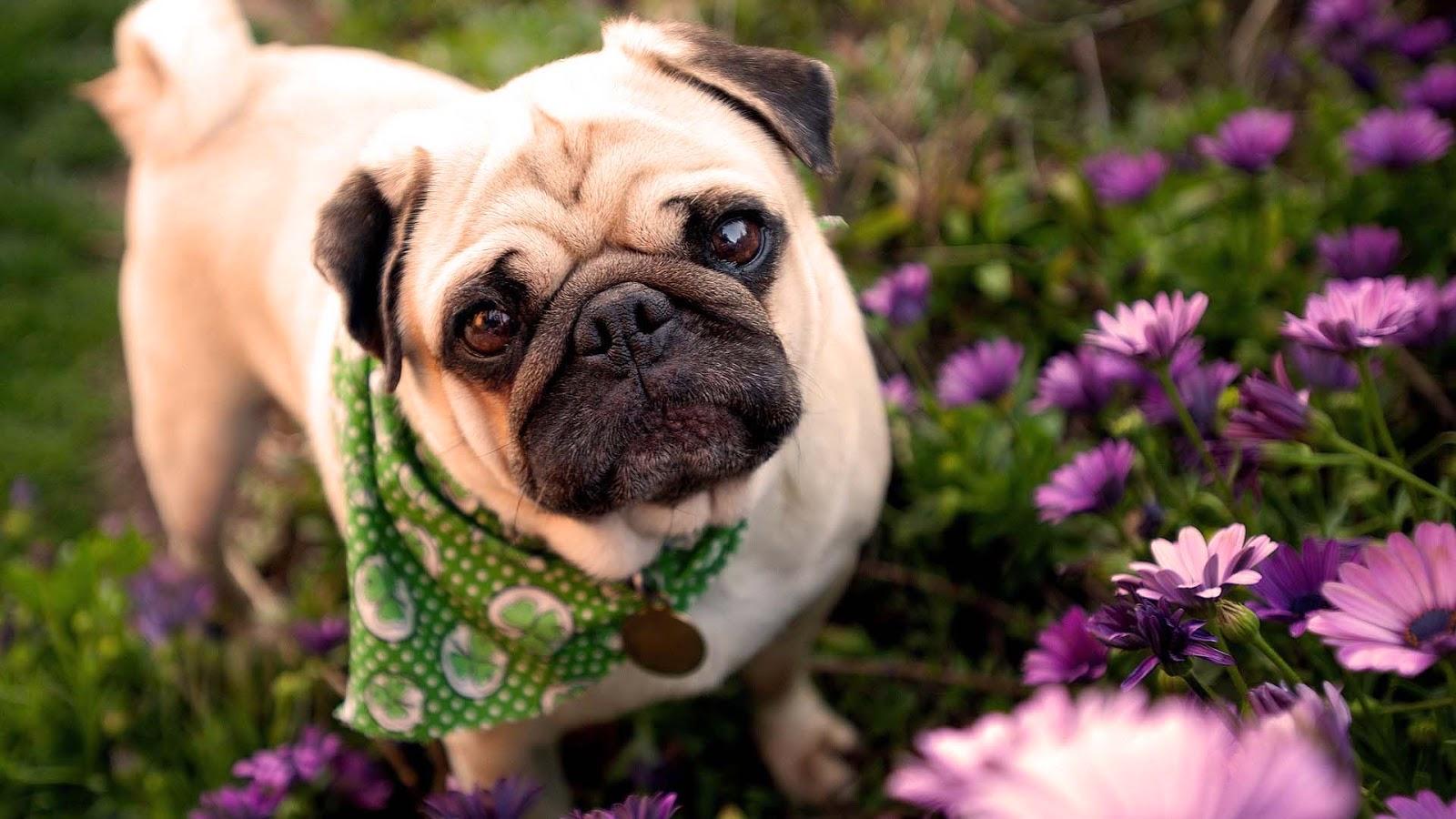 1600x900 Funny Pug Wallpaper