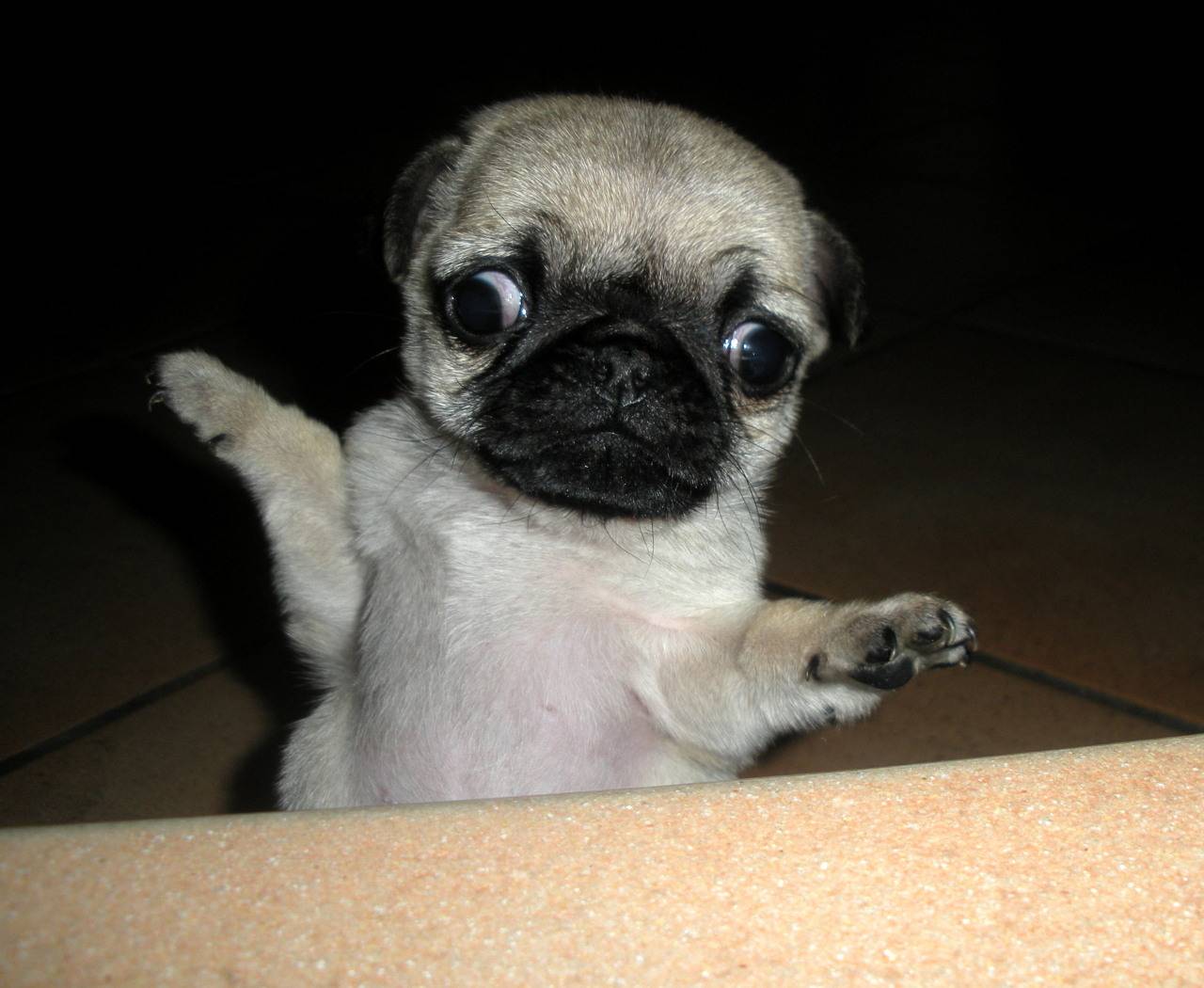 1280x1050 Derp Pug Wallpaper Dogs Wallpaper Pug HD Wallpaper