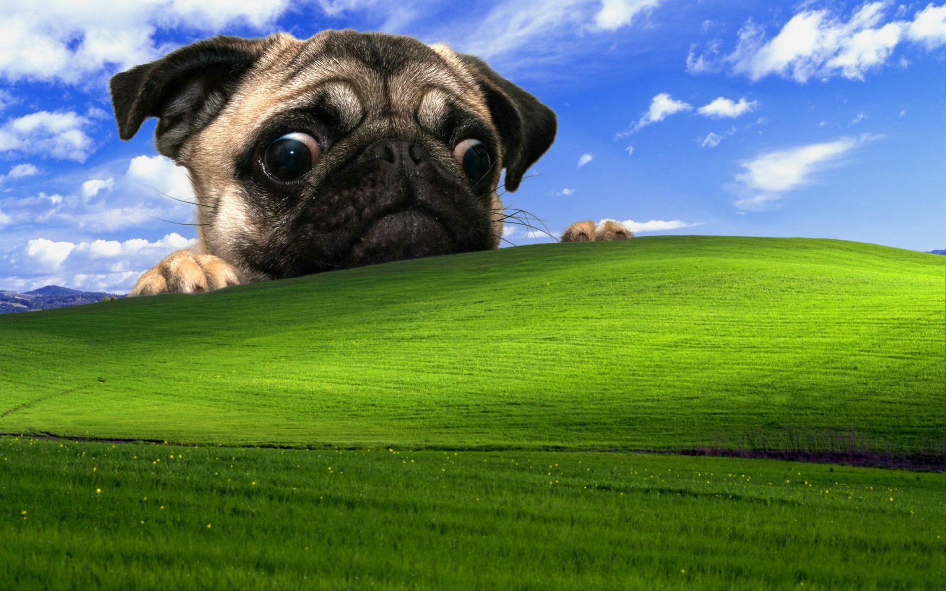 1919x1199 windows xp pug dog Wallpaper HD / Desktop and Mobile Background