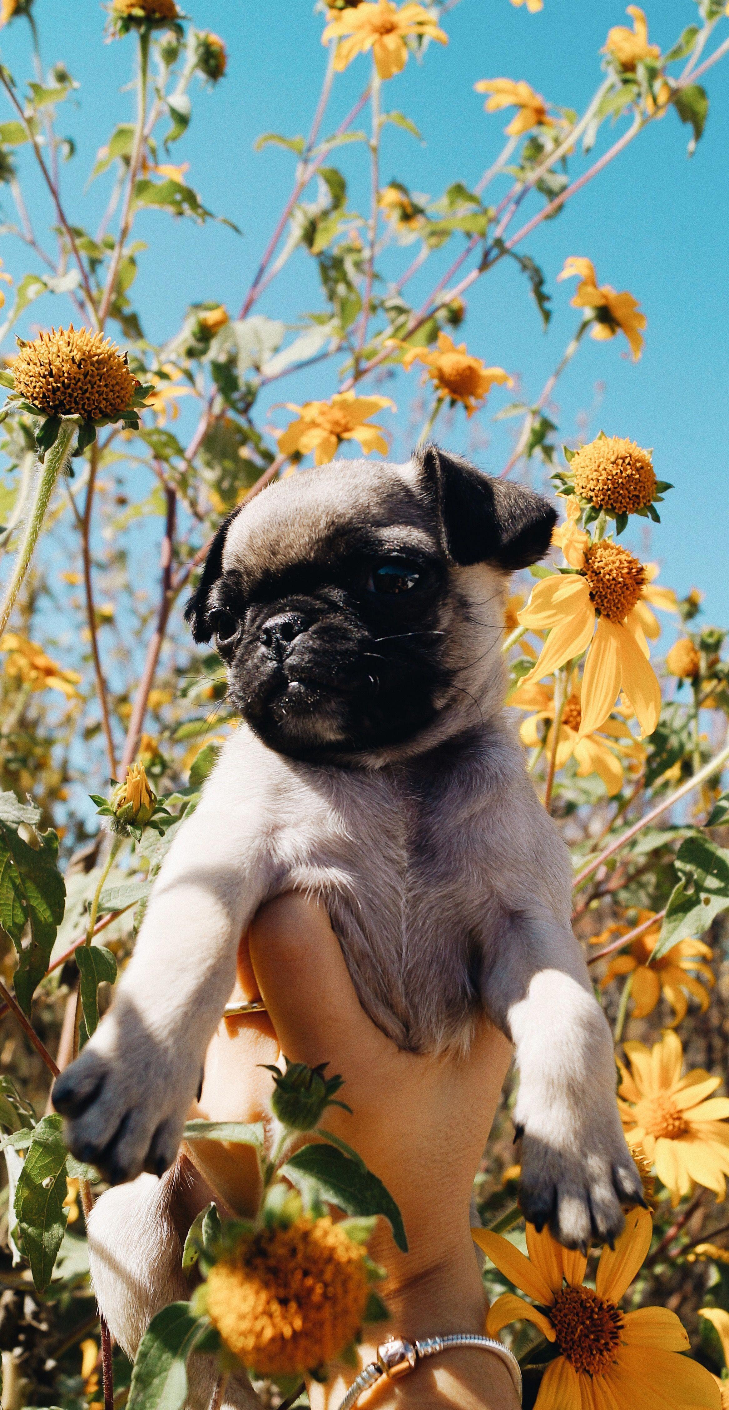 2334x4513 Dog Aesthetic Sunflower Wallpaper