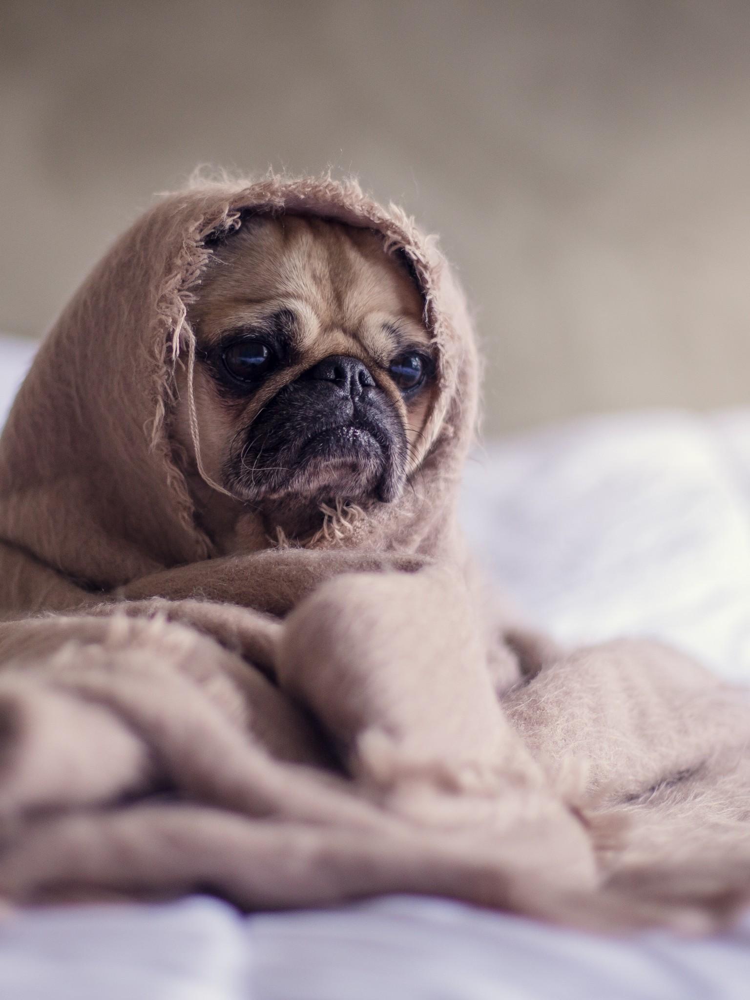 1536x2048 pug puppies wallpaper, dog, vertebrate, mammal, pug, canidae, skin, dog breed, wrinkle, snout, puppy