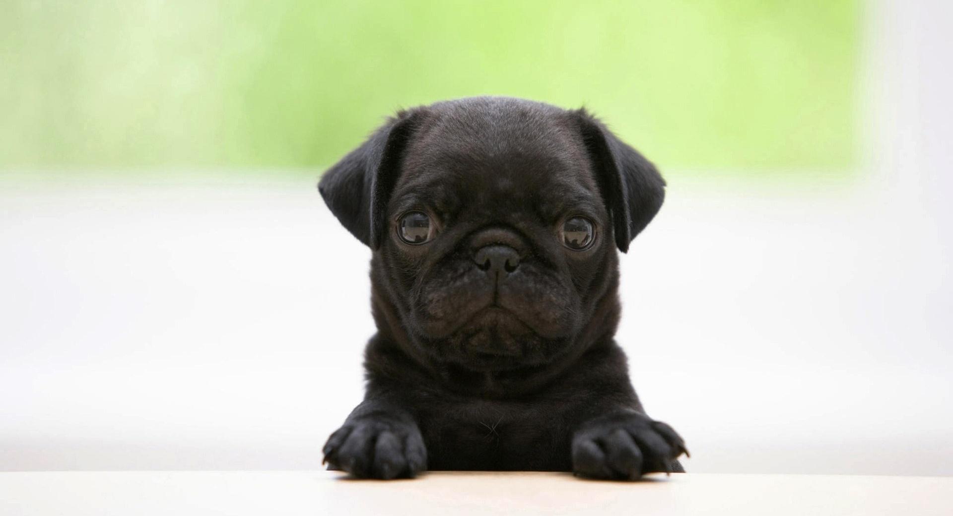 1920x1040 Black Pug Puppy Wallpaper HD Download