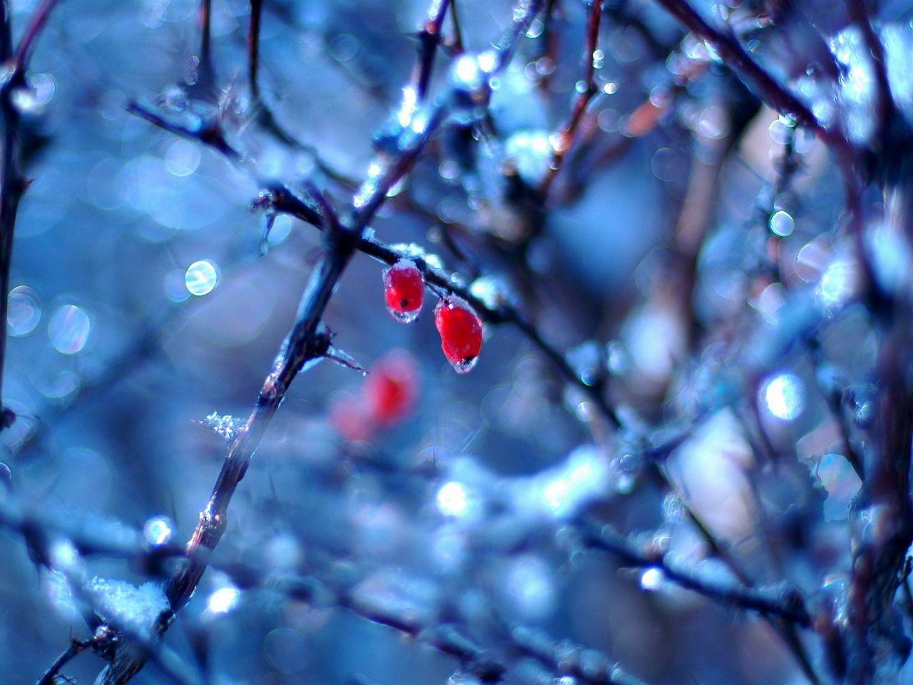 1280x960 Cold After Rain Photography Wallpaper