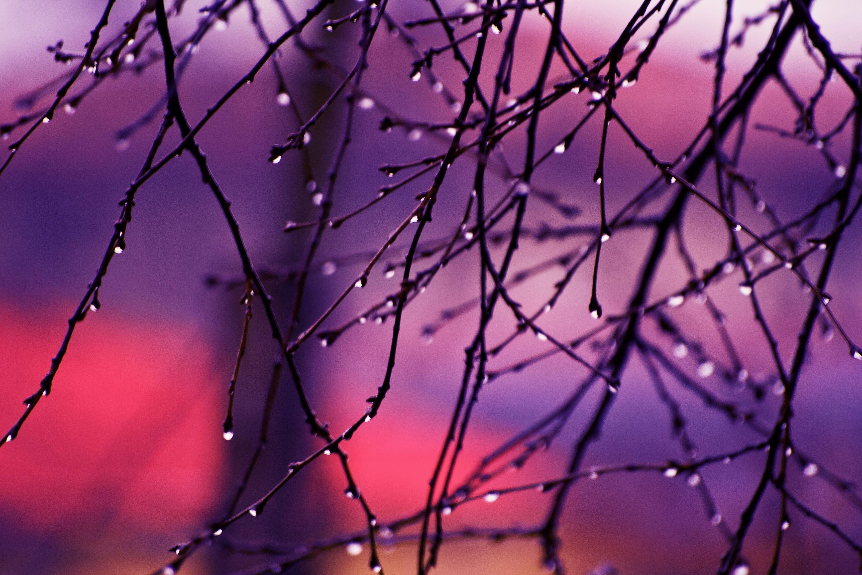 3456x2304 Other: Autumn Rain Tree Photography Nature Desktop Image for HD 16