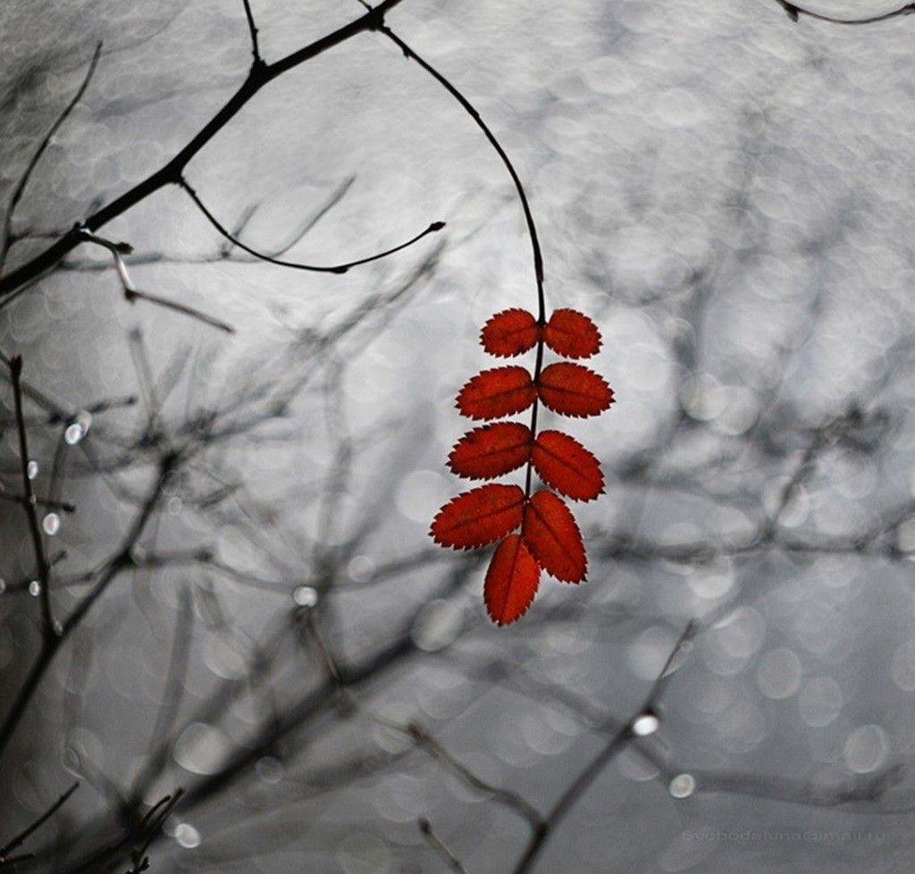 1024x978 Misc: Rain Red Moment Nature Autumn Photography Wallpaper