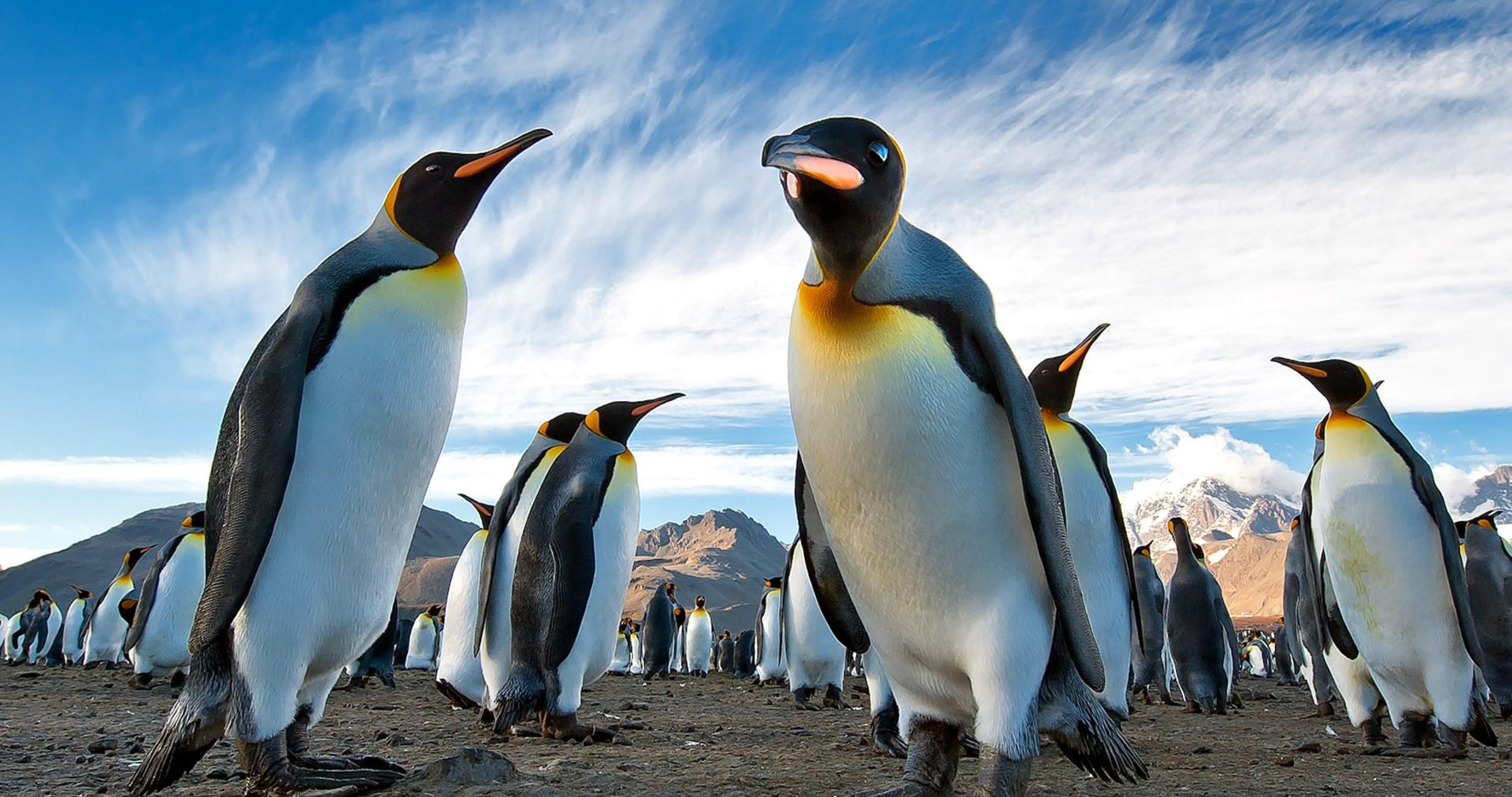 4K Penguin Wallpapers - Top Free 4K Penguin Backgrounds - WallpaperAccess