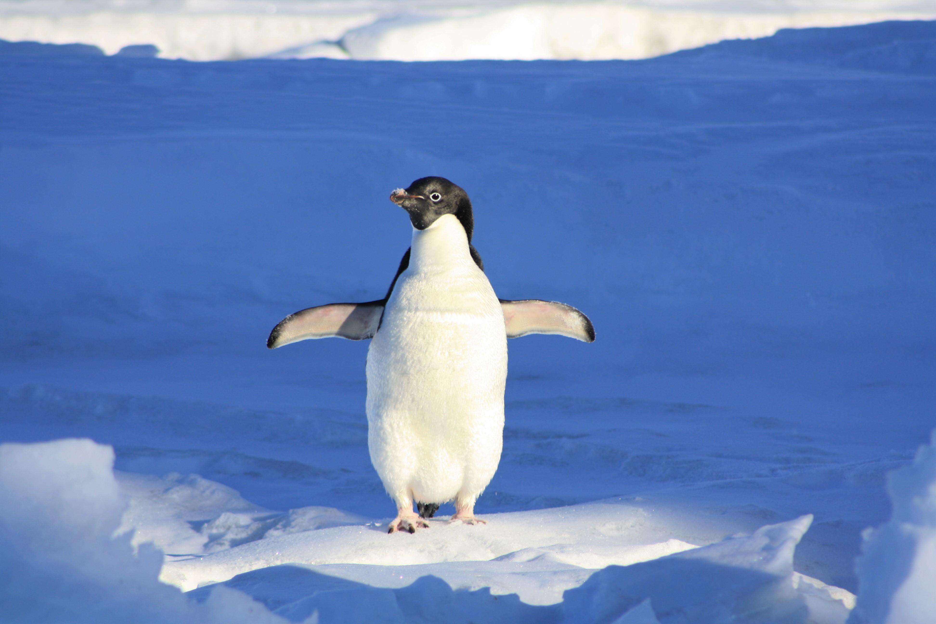 3888x2592 Adelie Penguin in the Snow 4k Ultra HD Wallpaper