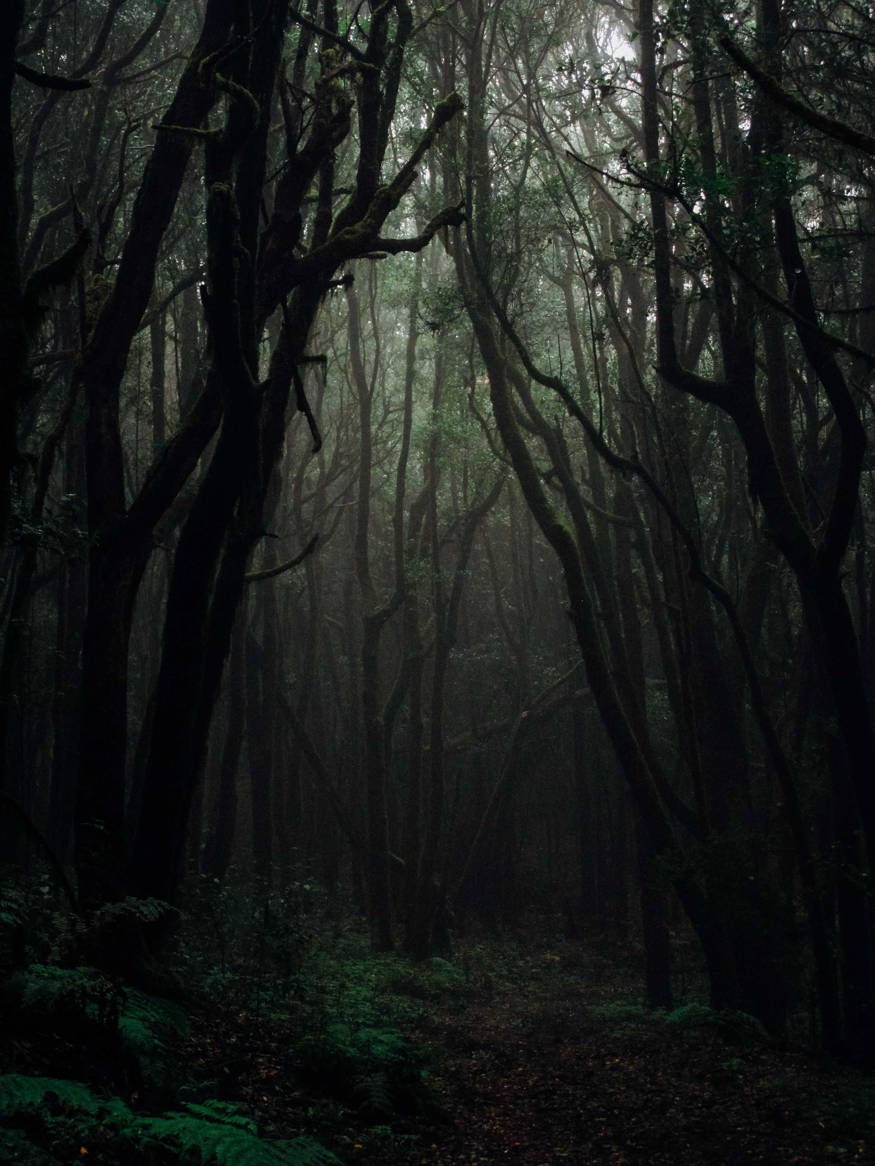 3312x4416 Dark Naturalism Wallpaper Free HD Wallpaper