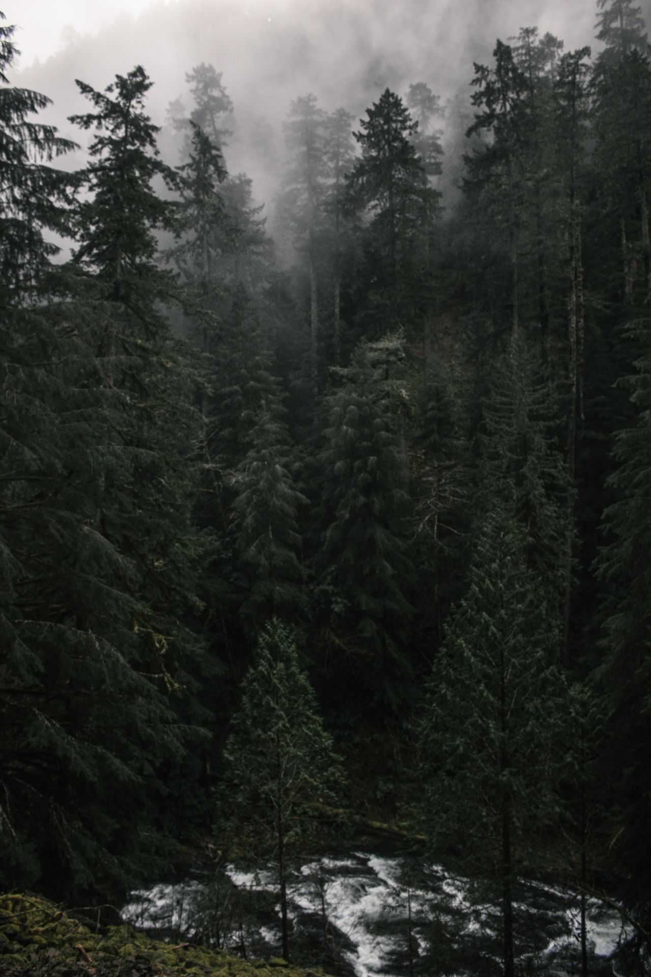 1280x1920 Dark Naturalism Wallpaper Free HD Wallpaper