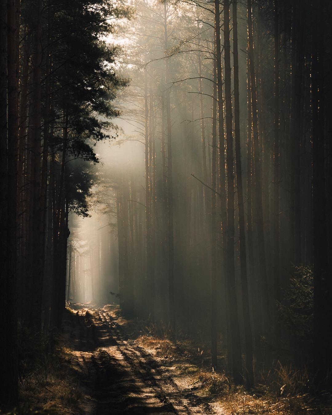 1080x1350 Dark naturalism aesthetic ideas. dark naturalism, nature aesthetic, dark aesthetic