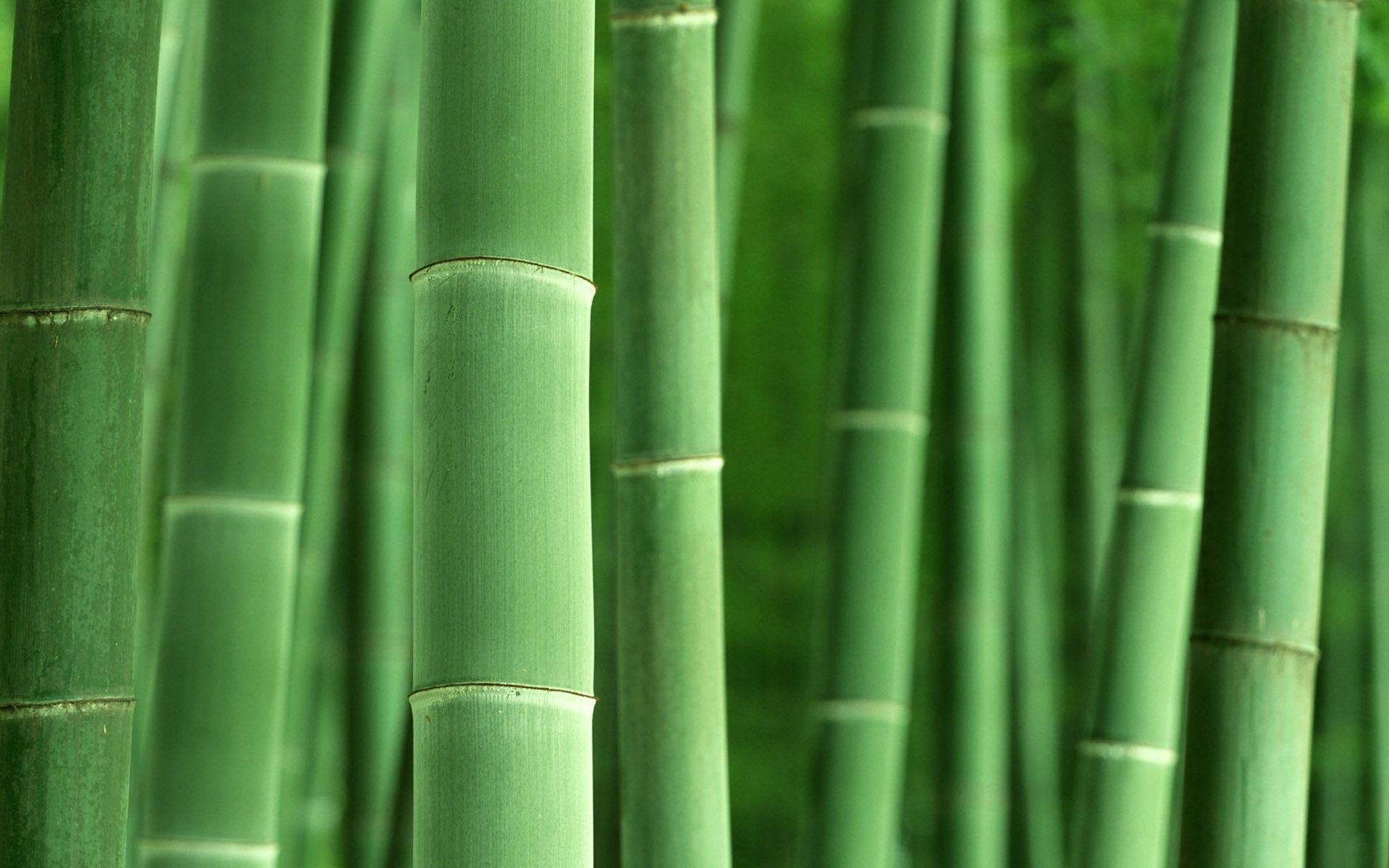 Bamboo Computer Wallpapers - Top Free Bamboo Computer Backgrounds -  WallpaperAccess
