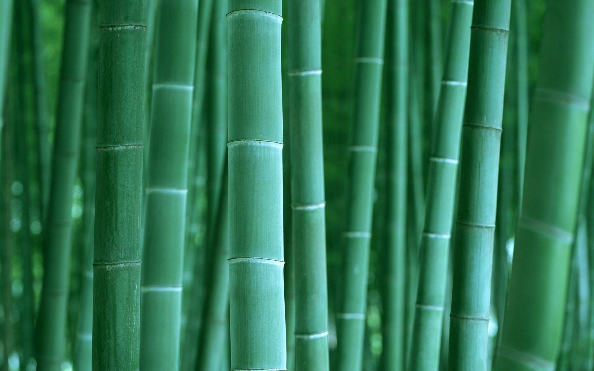 Bamboo Computer Wallpapers - Top Free Bamboo Computer Backgrounds ...