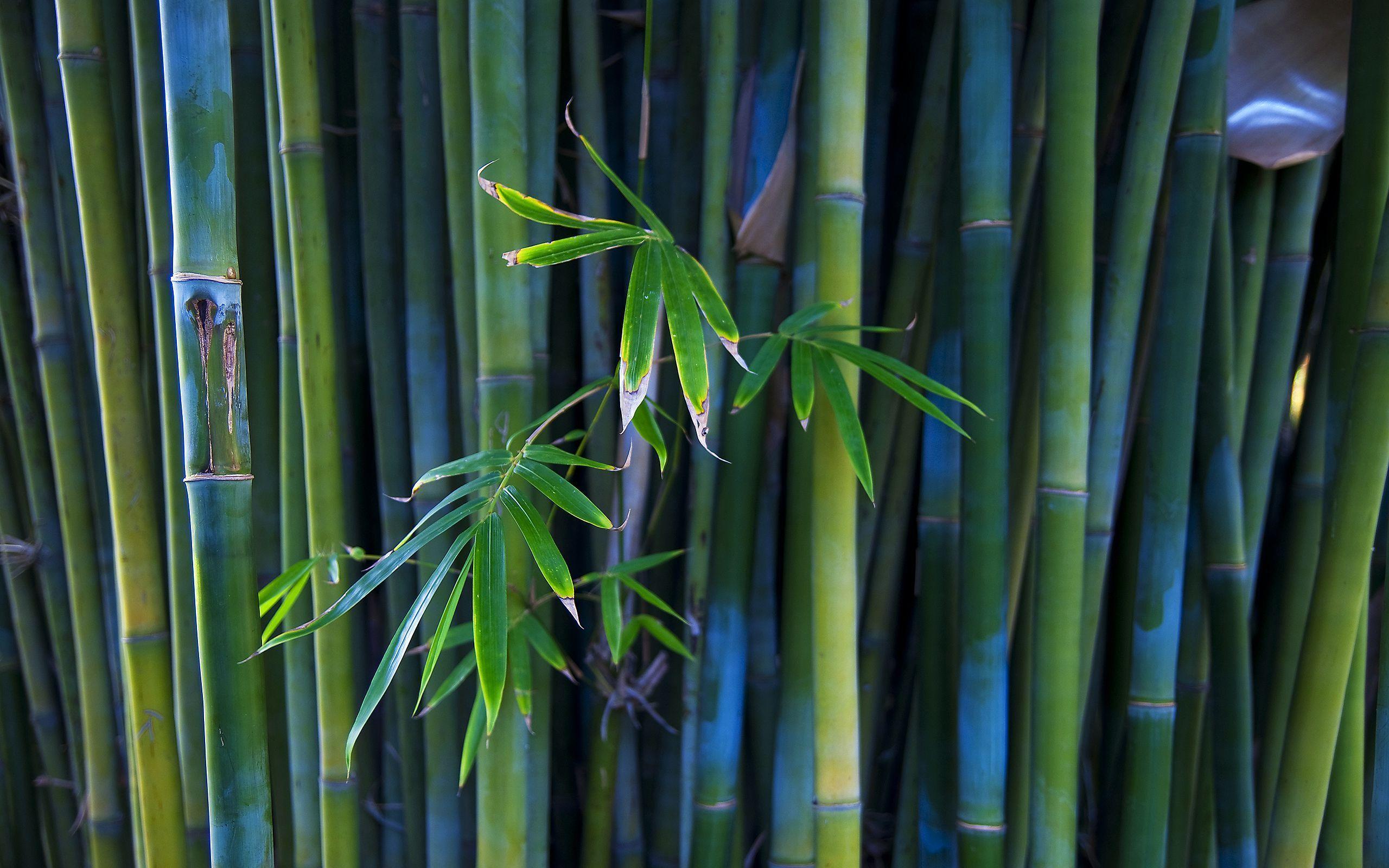 2560x1600 Bamboo Wallpaper, Bamboo HD Image